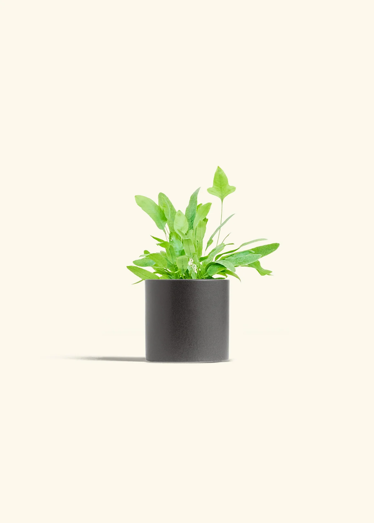 Blue Star Fern, Small - Image 6