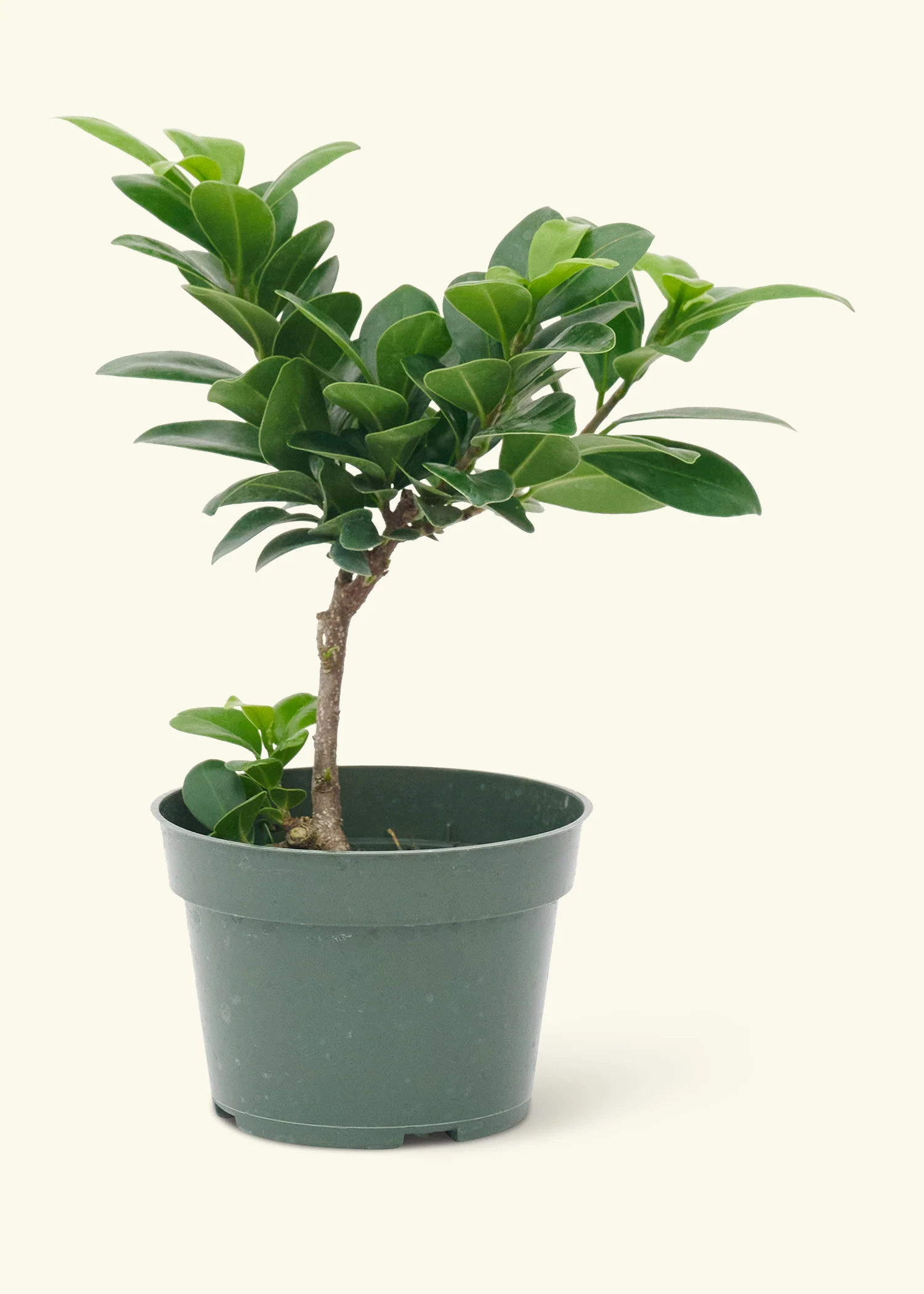 Ficus compacta