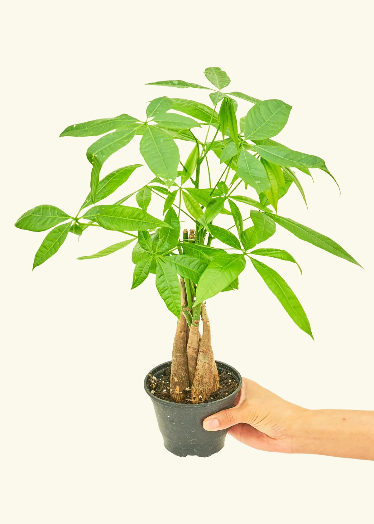 Braided Money Tree, Small - Image 3