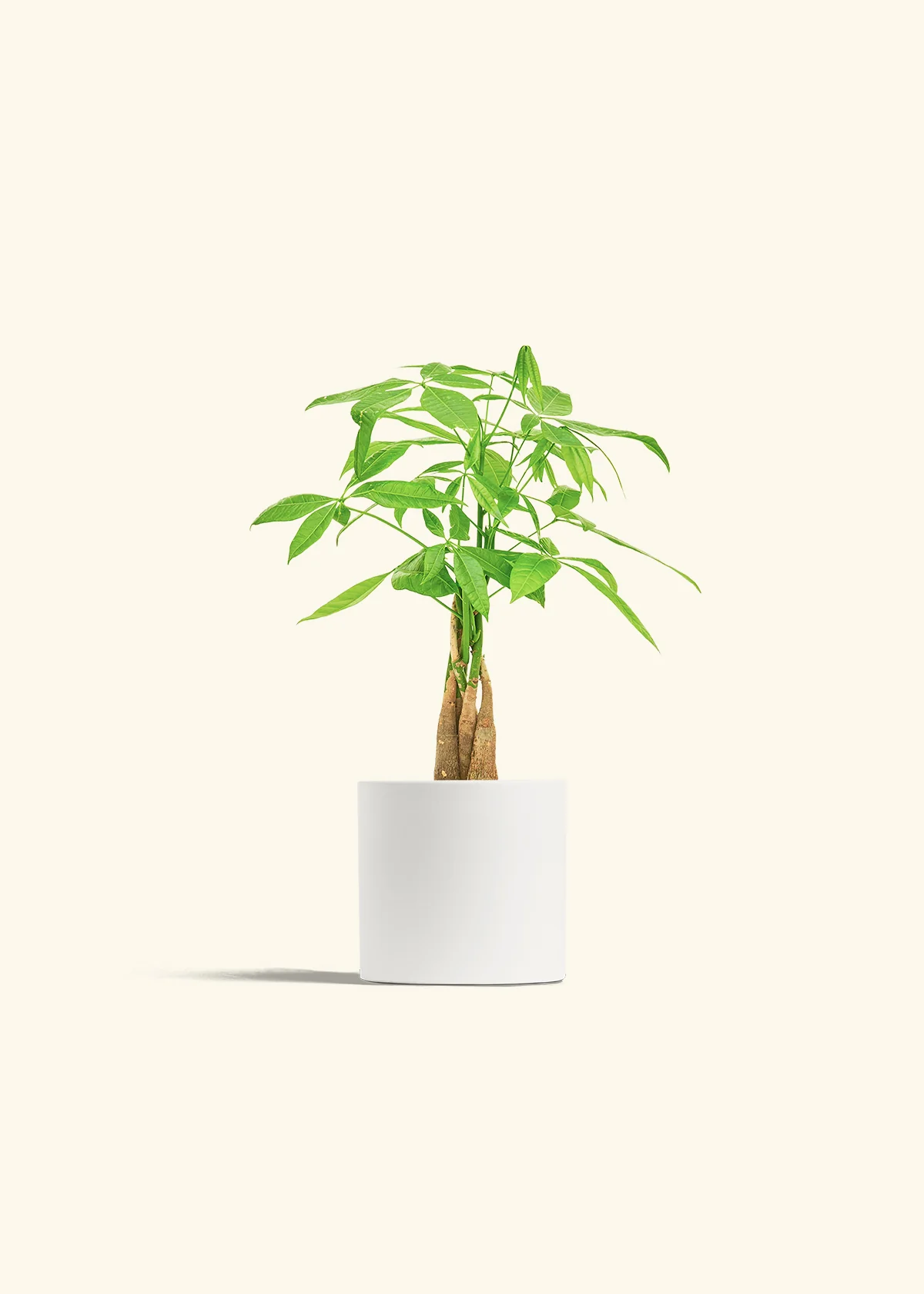 Braided Money Tree, Small - Image 4