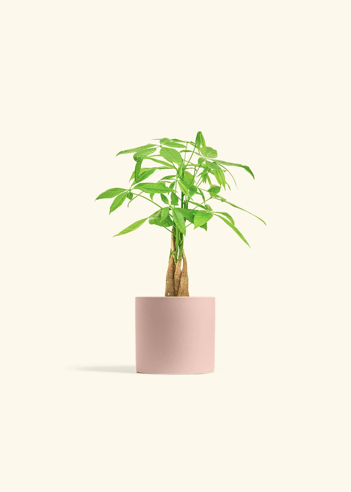 Braided Money Tree, Small - Image 5