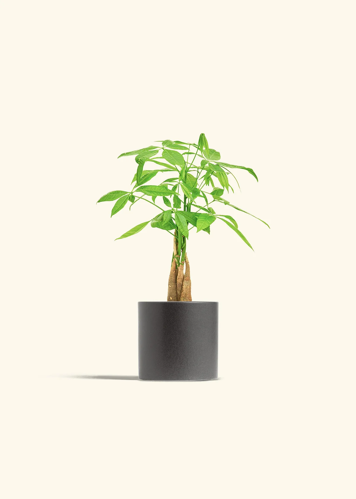 Braided Money Tree, Small - Image 6