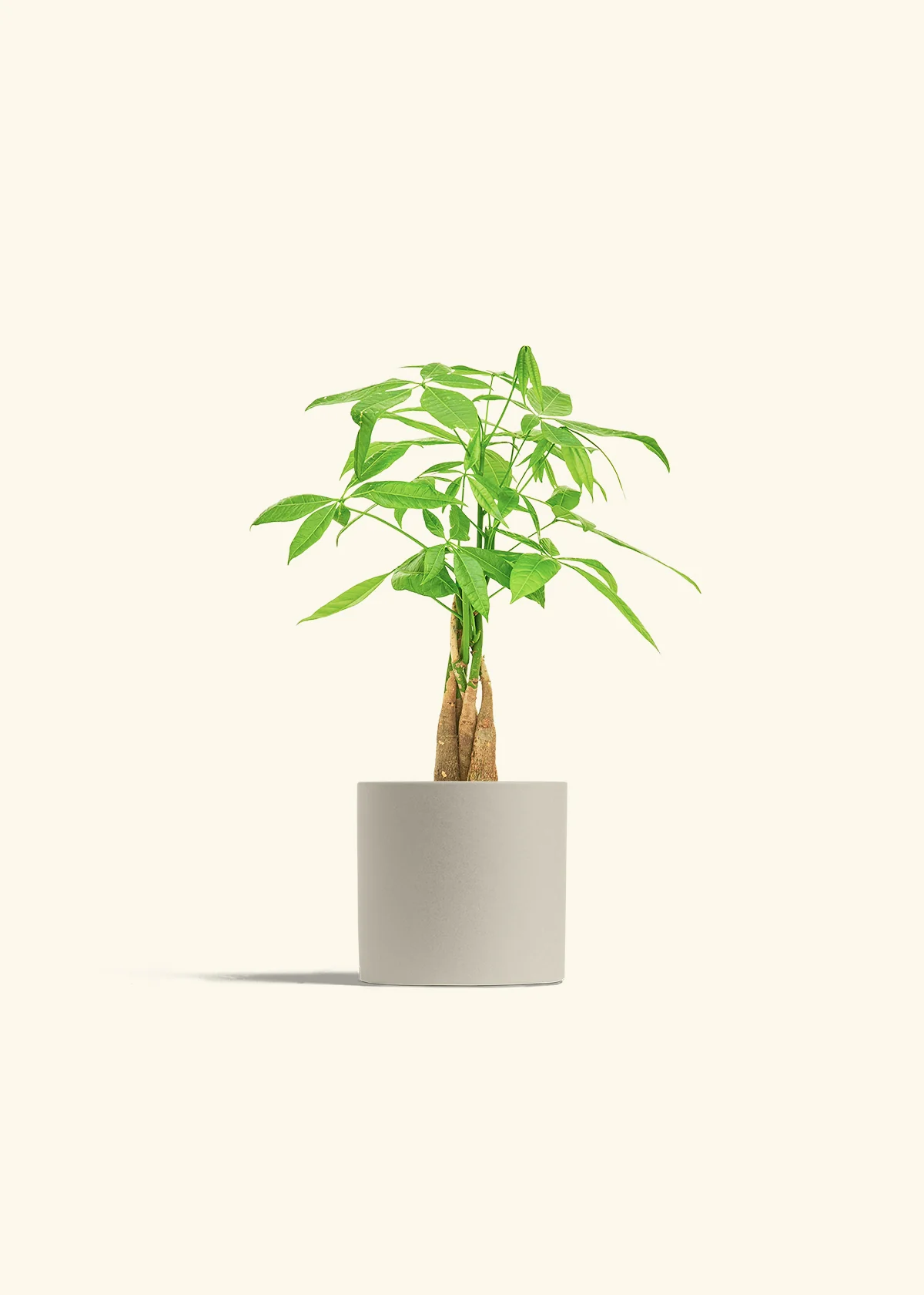 Braided Money Tree, Small - Image 7