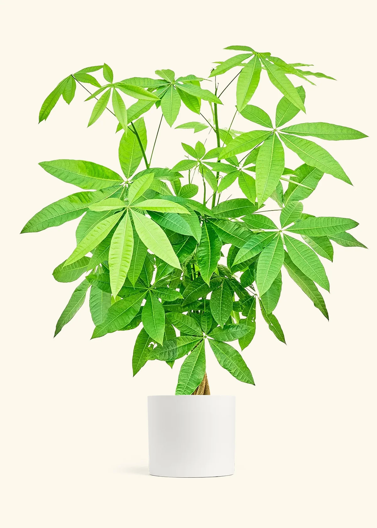 Braided Money Tree, XL - Image 3