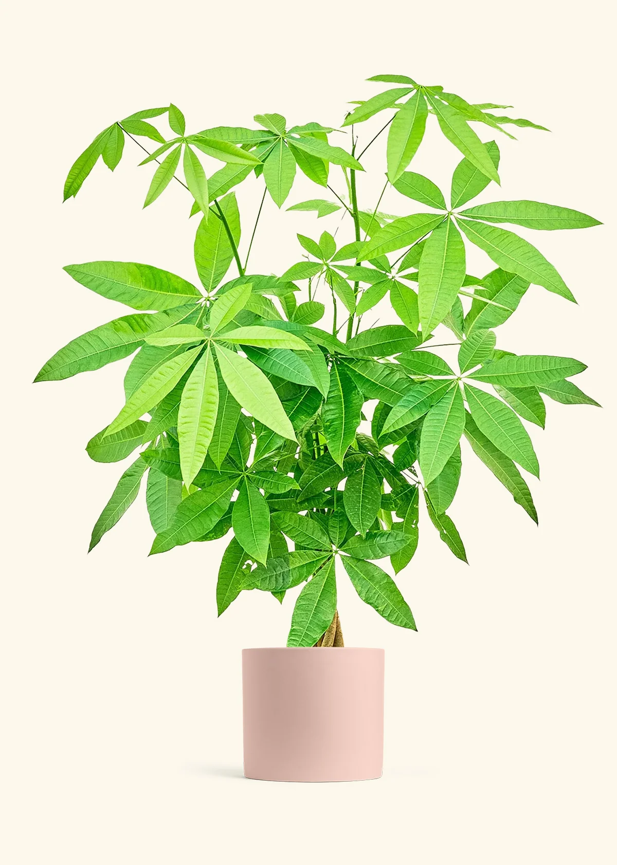 Braided Money Tree, XL - Image 4