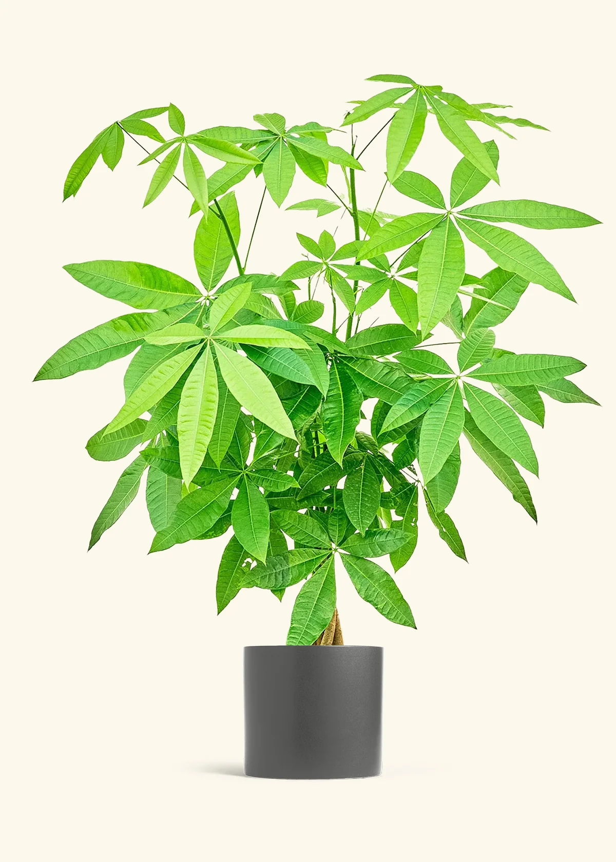 Braided Money Tree, XL - Image 5