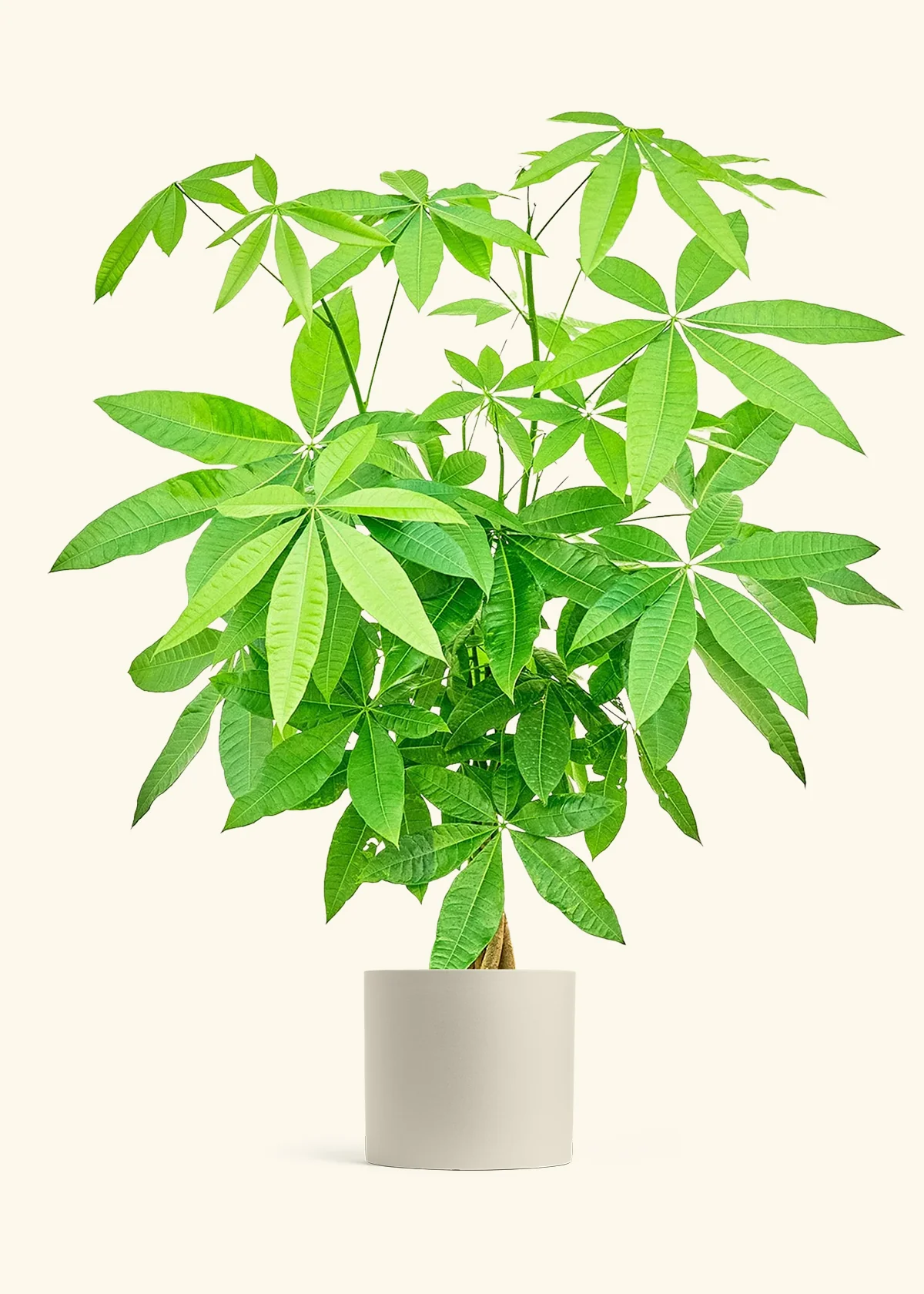 Braided Money Tree, XL - Image 6