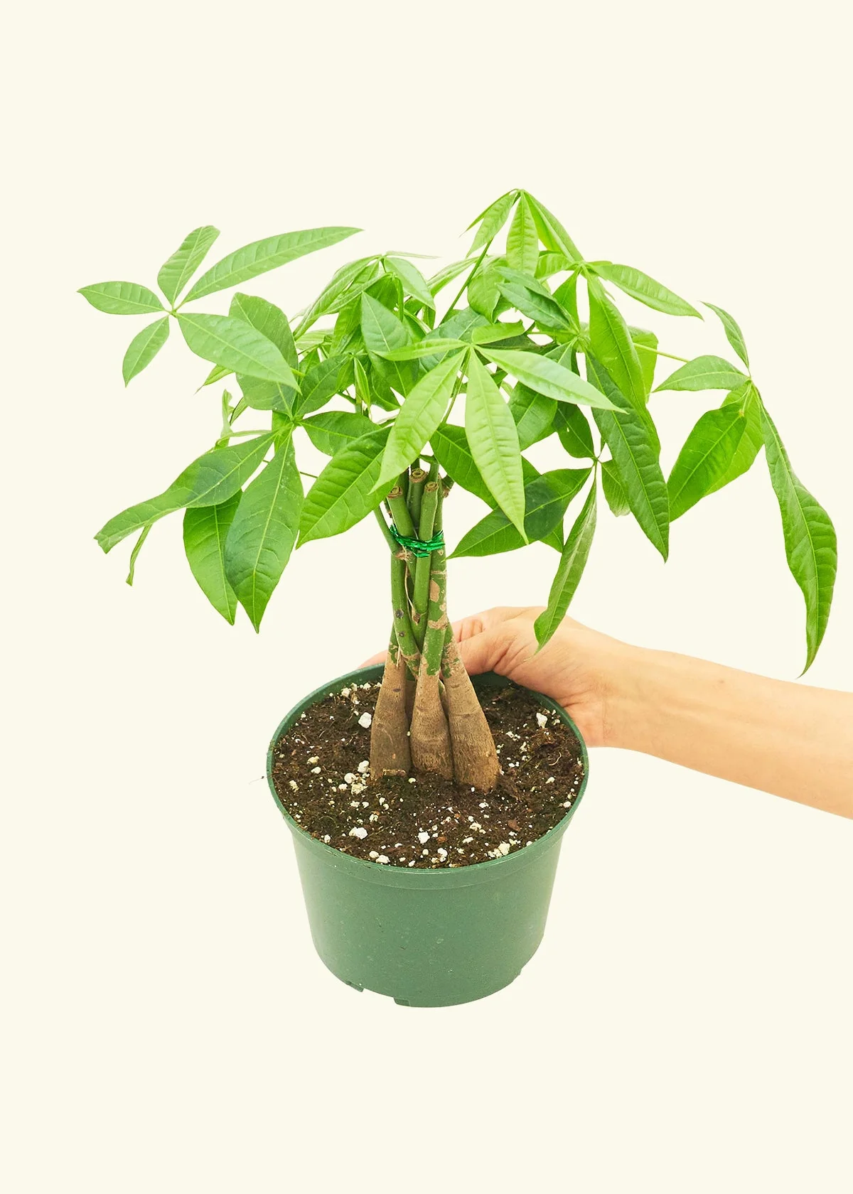 Braided Money Tree, Medium - Image 3