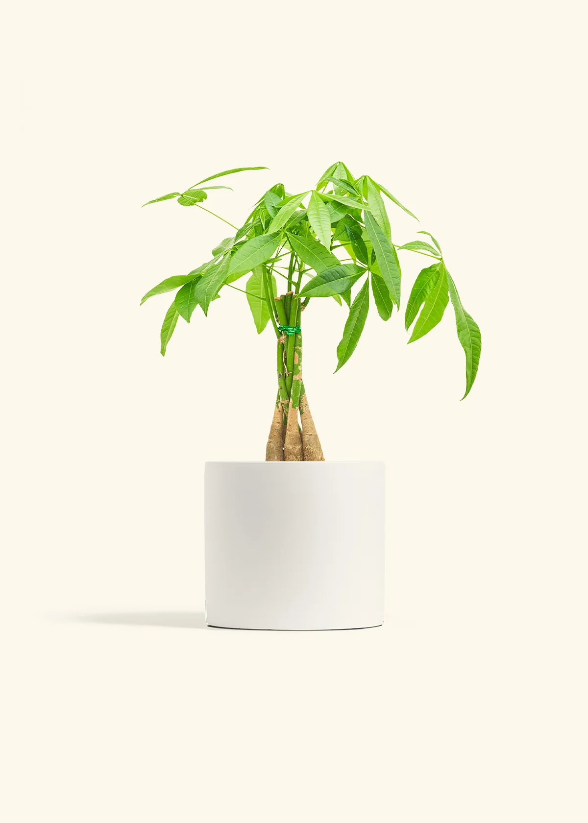 Braided Money Tree, Medium - Image 4