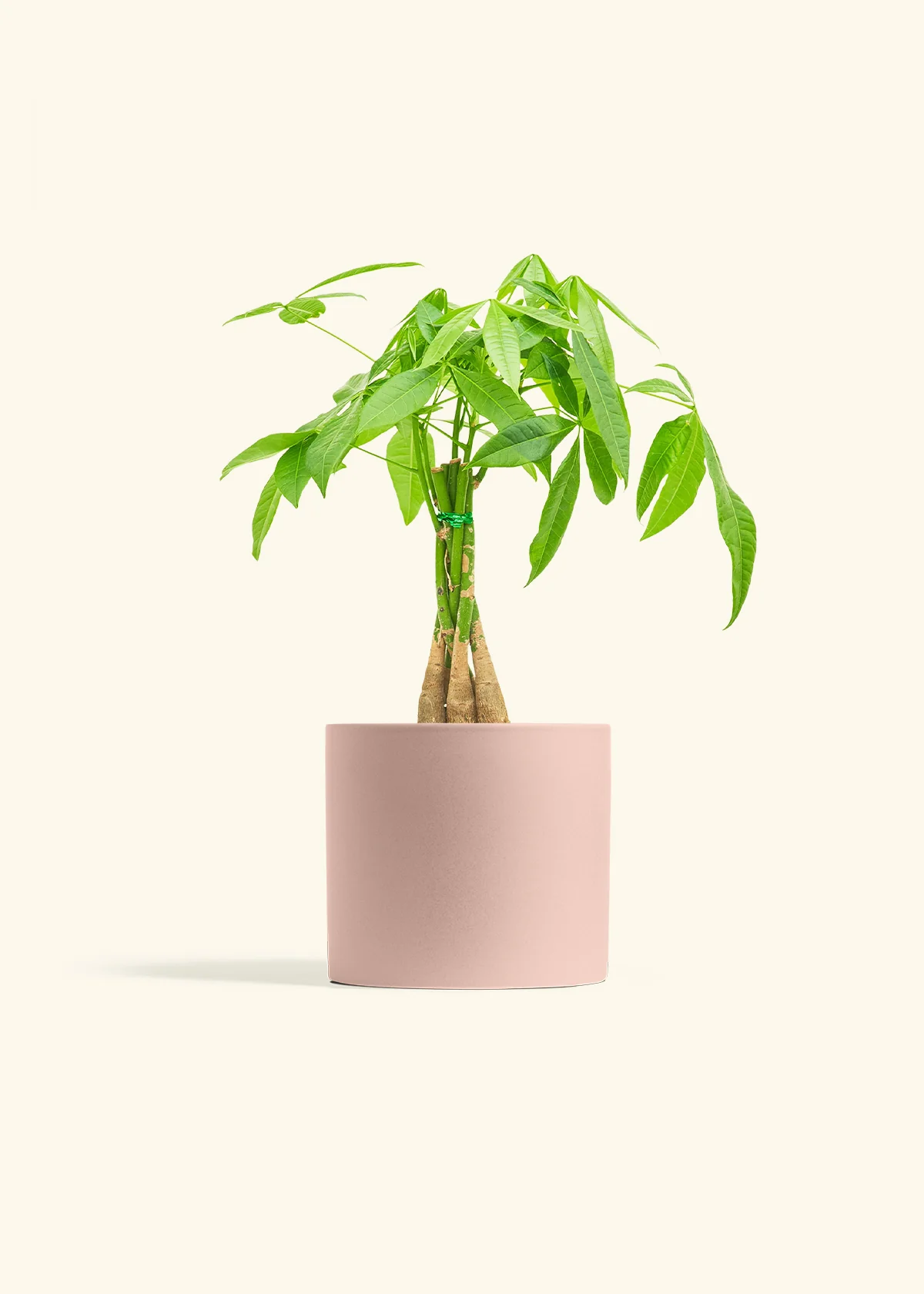 Braided Money Tree, Medium - Image 5