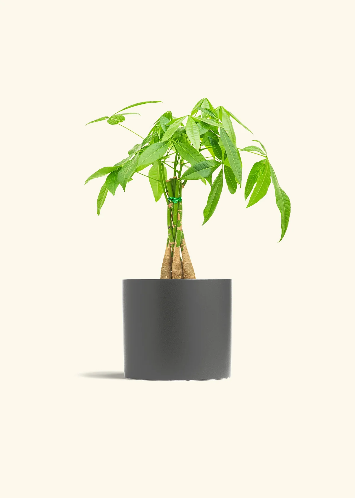 Braided Money Tree, Medium - Image 6