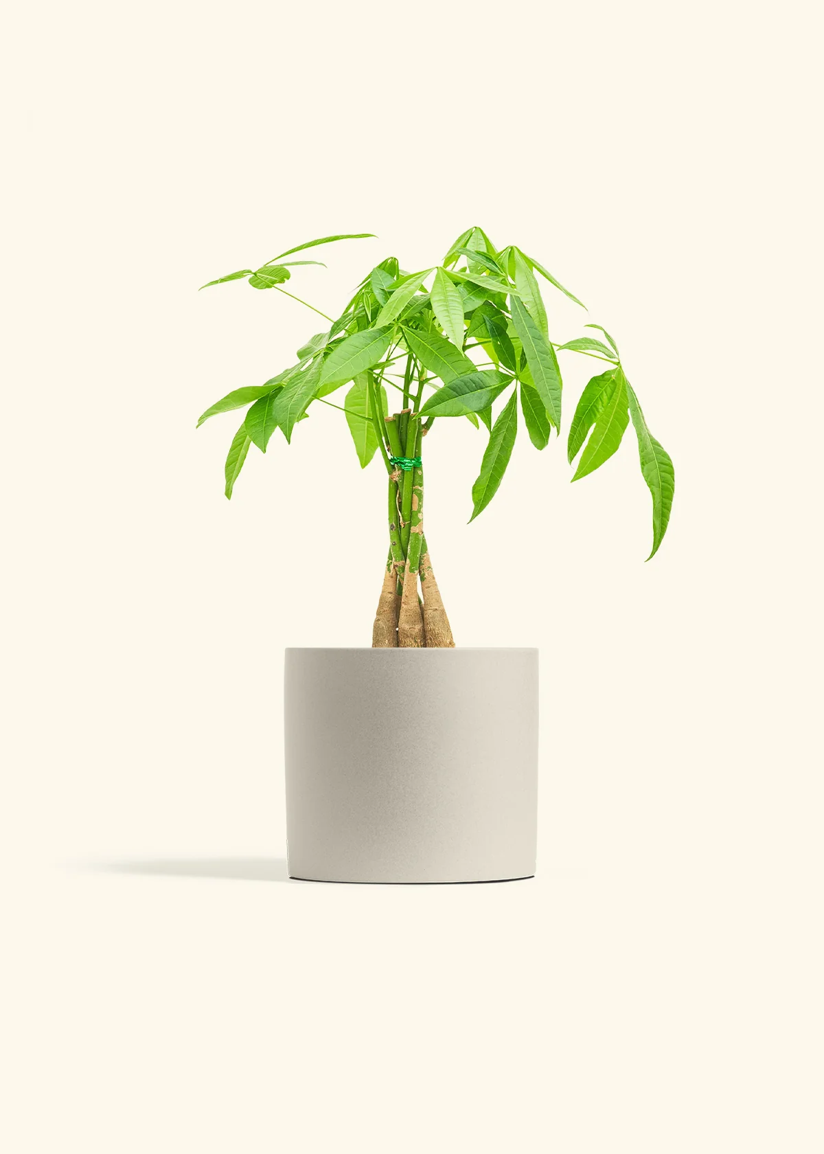 Braided Money Tree, Medium - Image 7