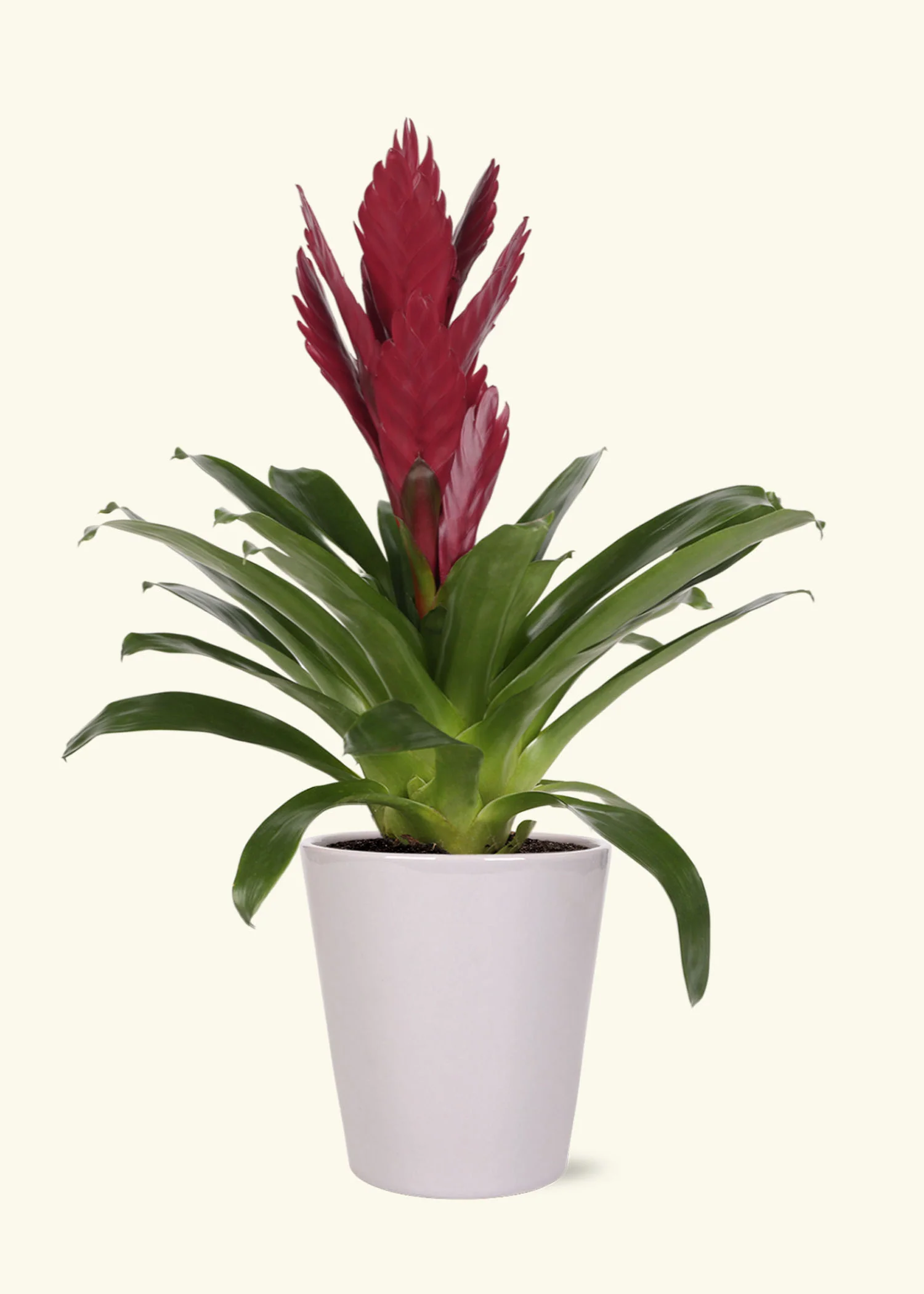 Burgundy Bromeliad, Medium - Image 3