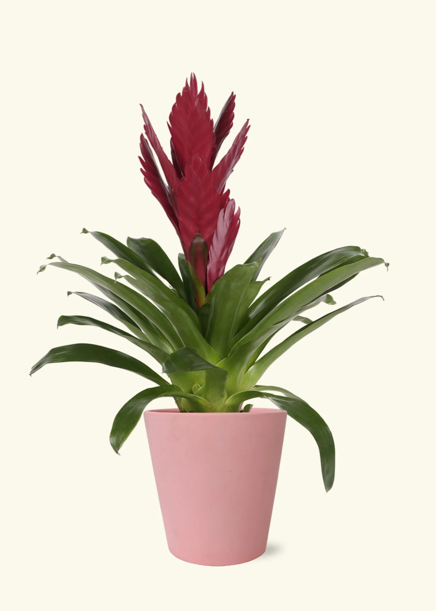 Burgundy Bromeliad, Medium - Image 4