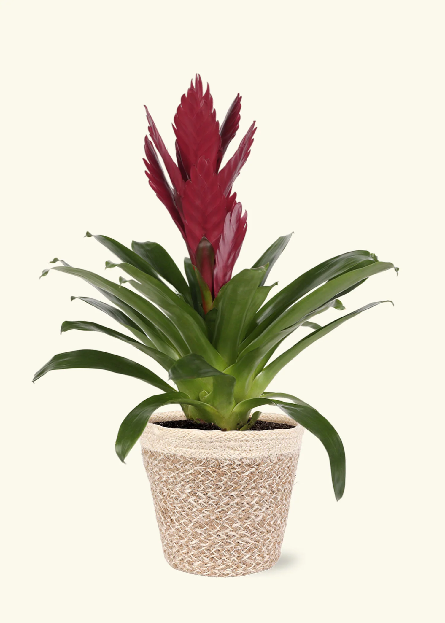Burgundy Bromeliad, Medium - Image 5