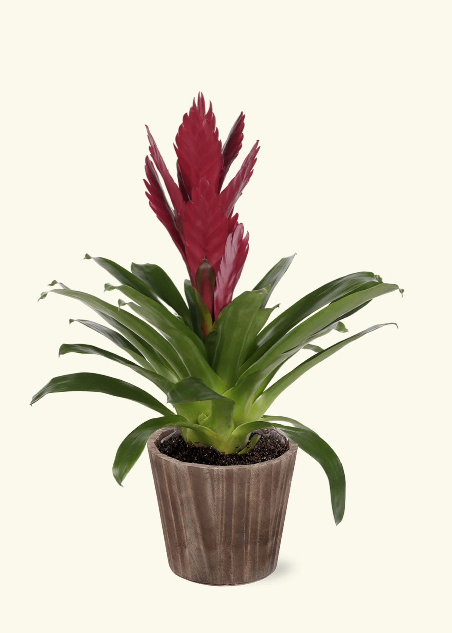 Burgundy Bromeliad, Medium - Image 6