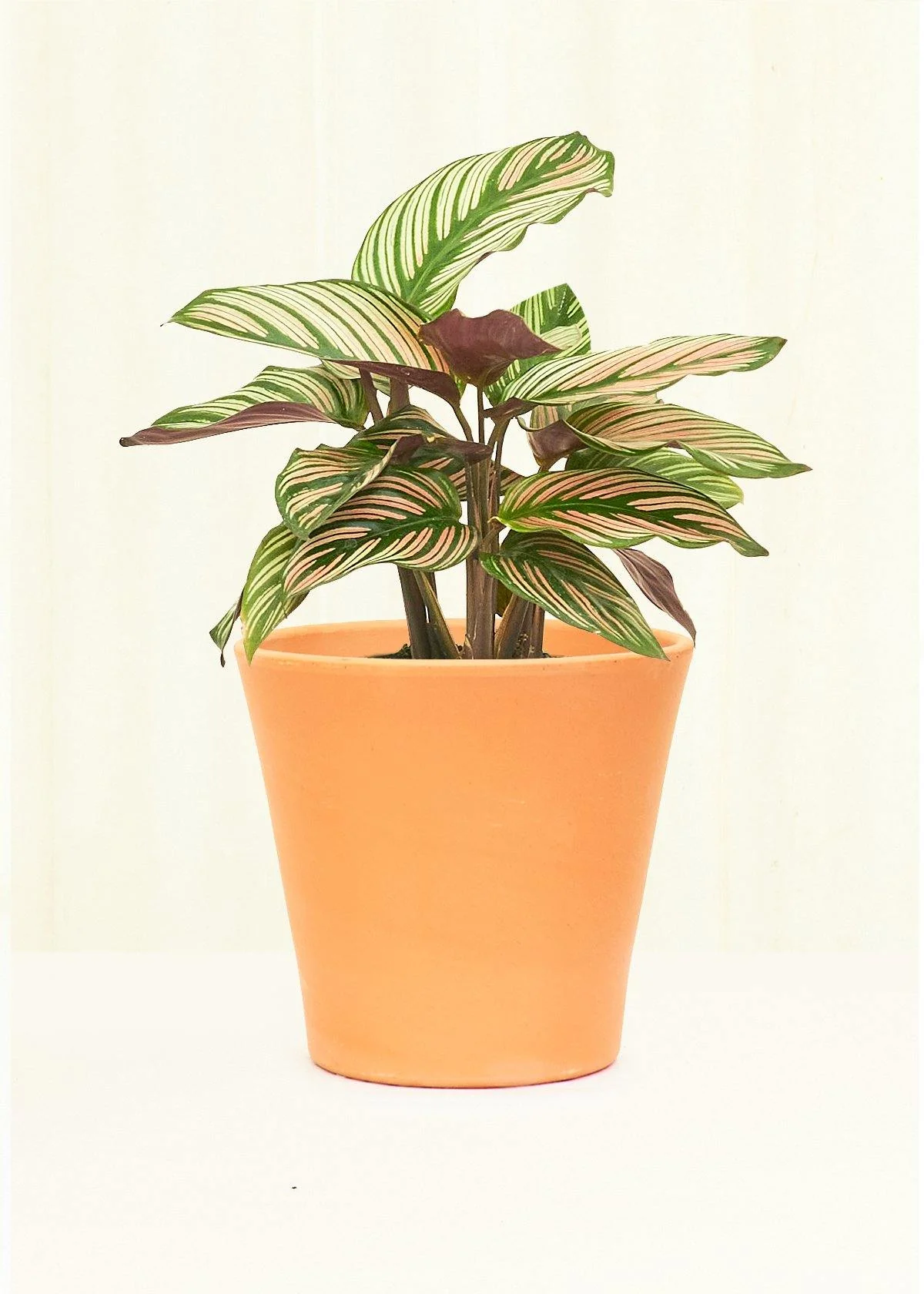 Cabo Smooth Clay Planter - Image 5