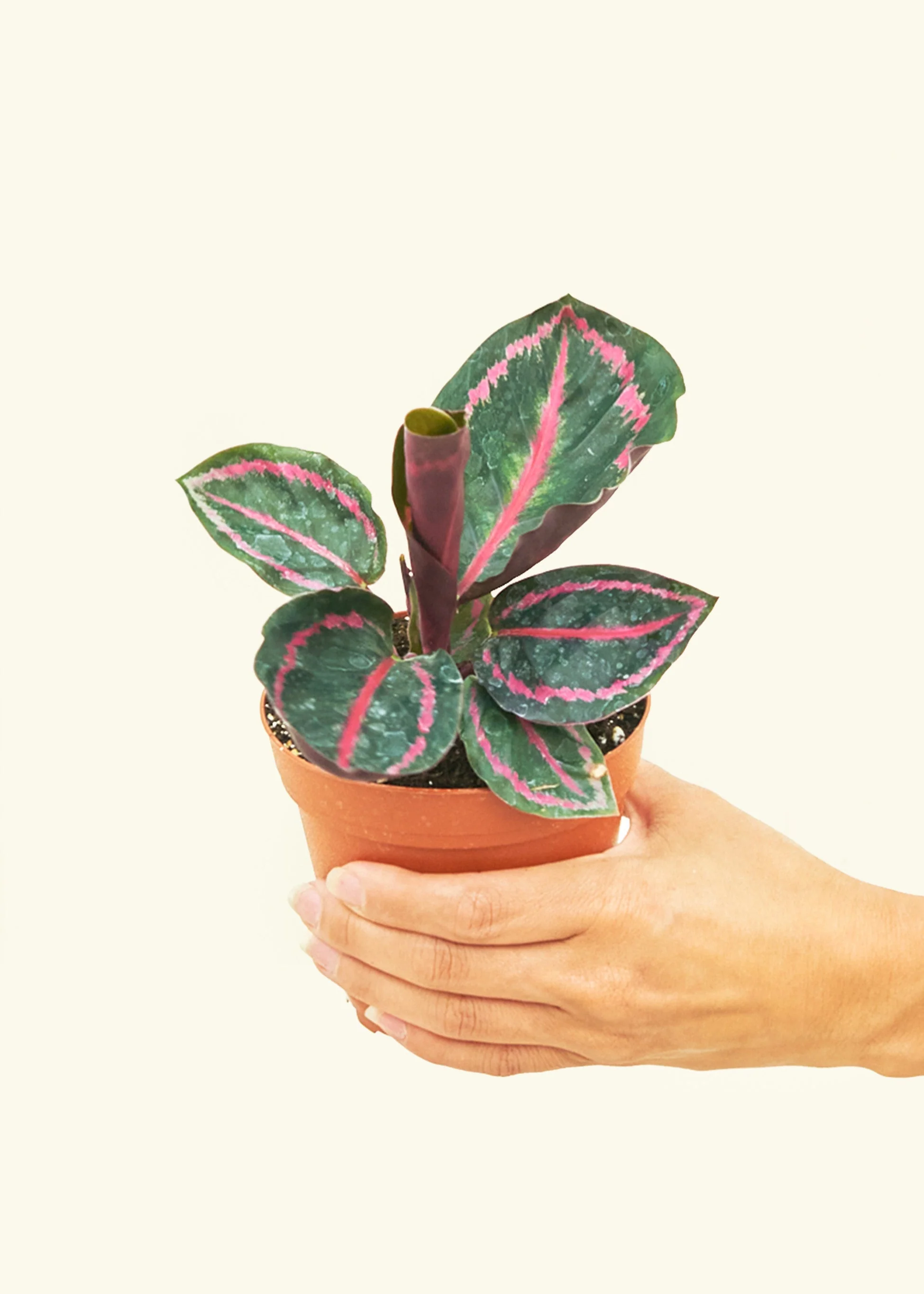 Calathea 'Dottie', Small - Image 3