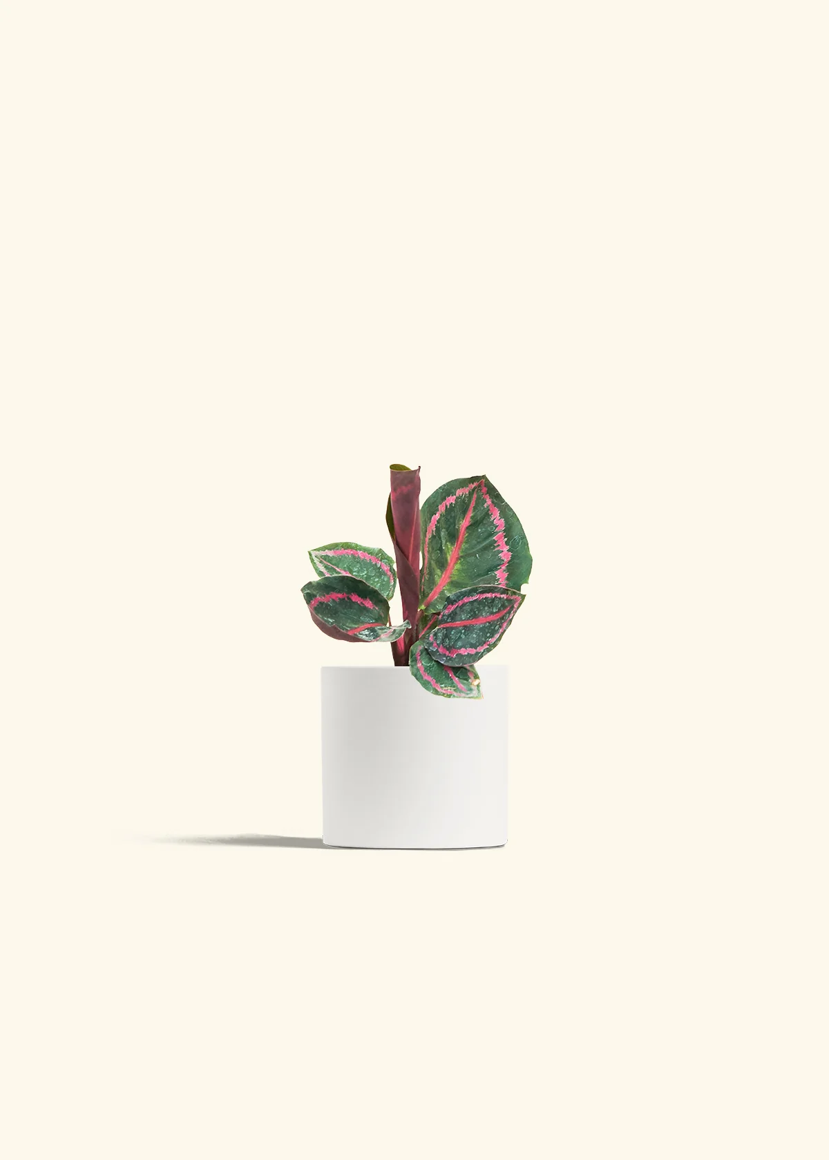 Calathea 'Dottie', Small - Image 4