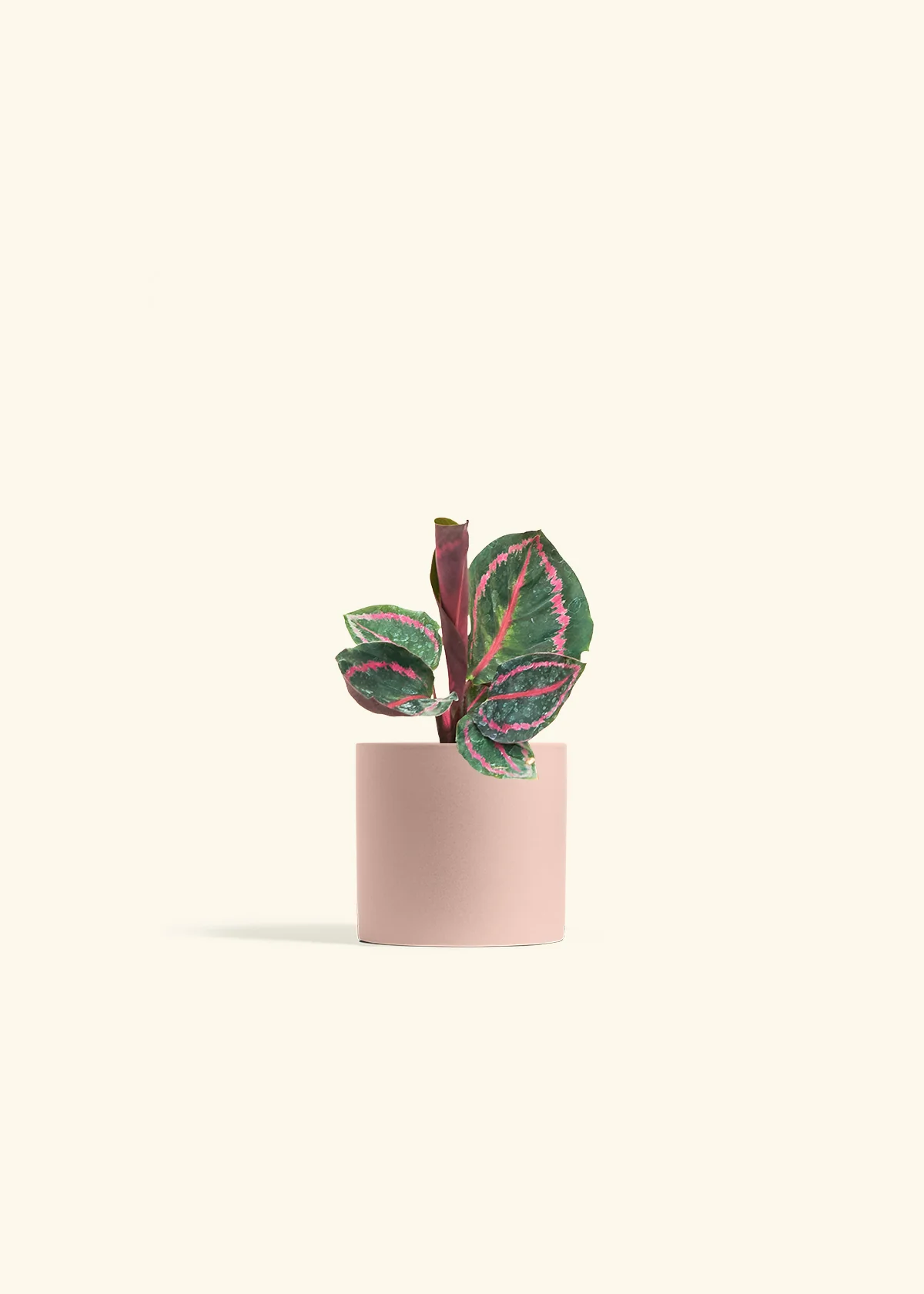 Calathea 'Dottie', Small - Image 5