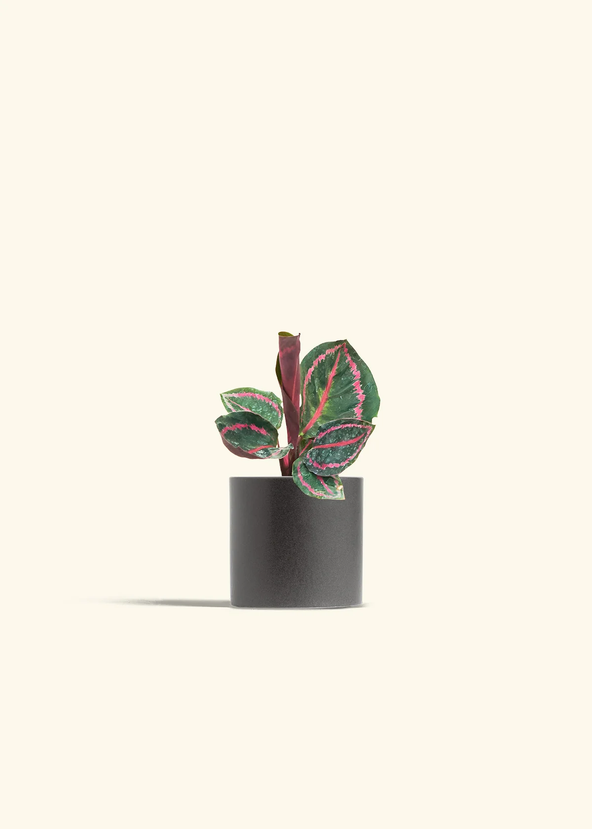 Calathea 'Dottie', Small - Image 6