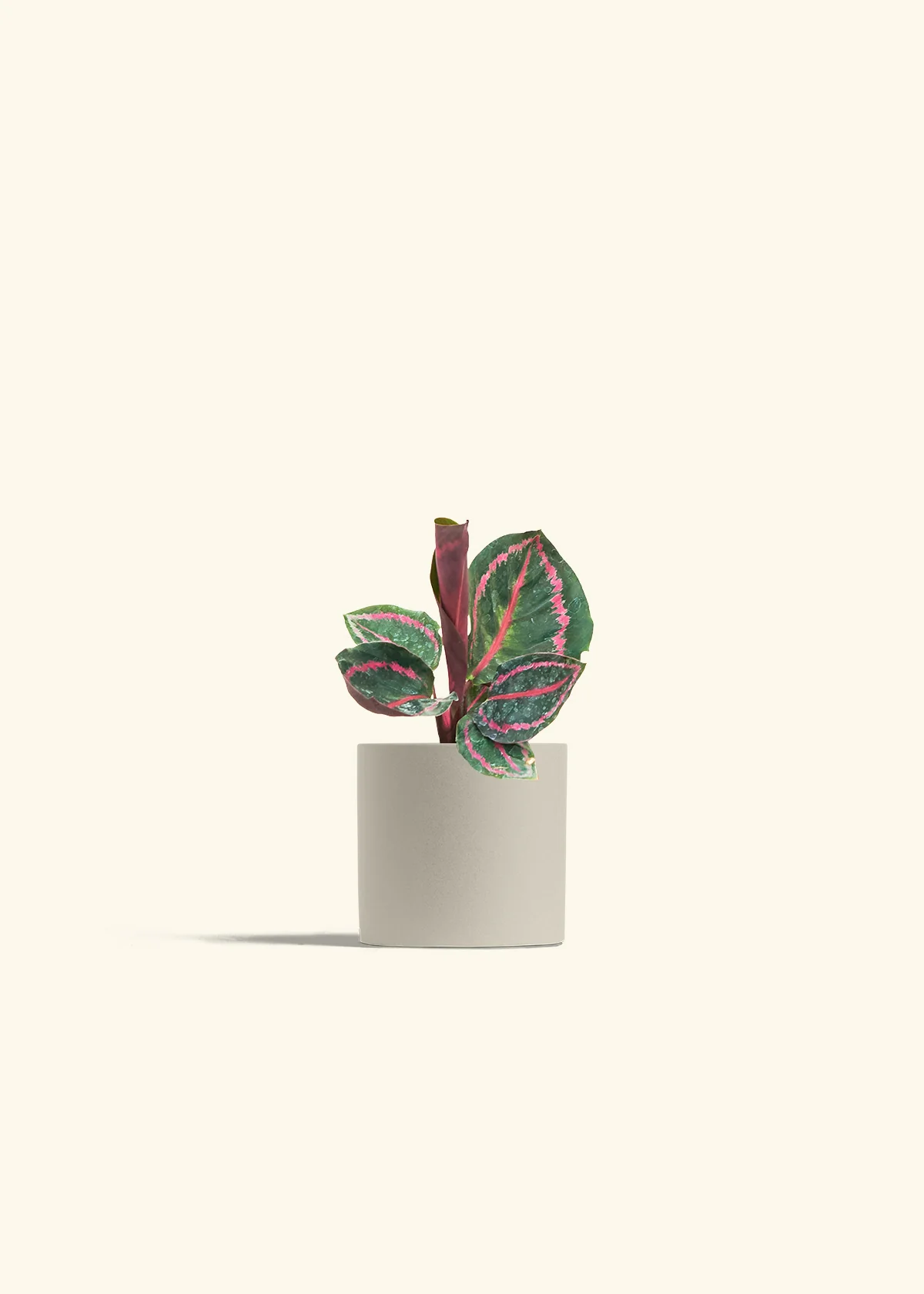 Calathea 'Dottie', Small - Image 7
