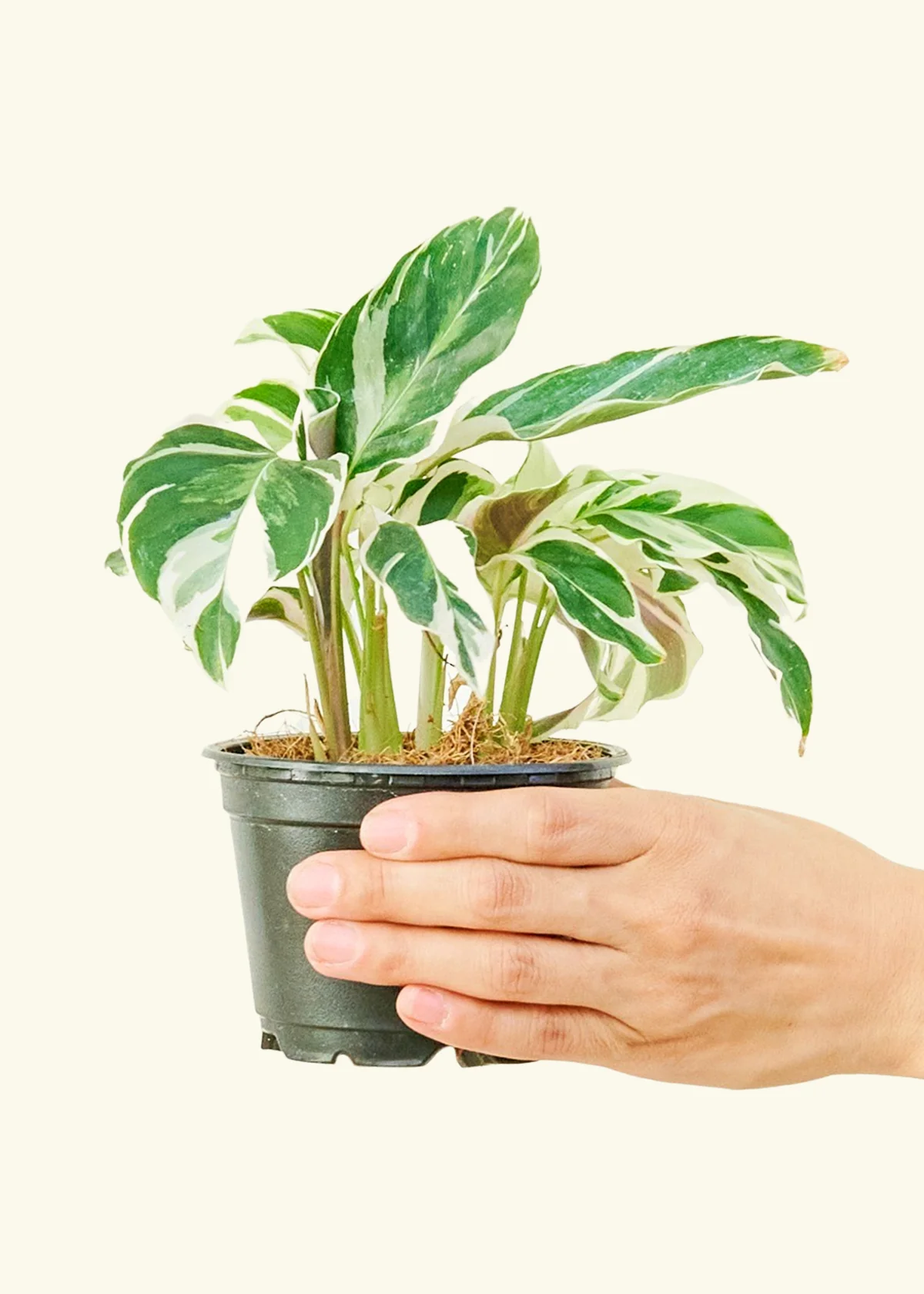 Calathea 'Fusion White', Small - Image 2