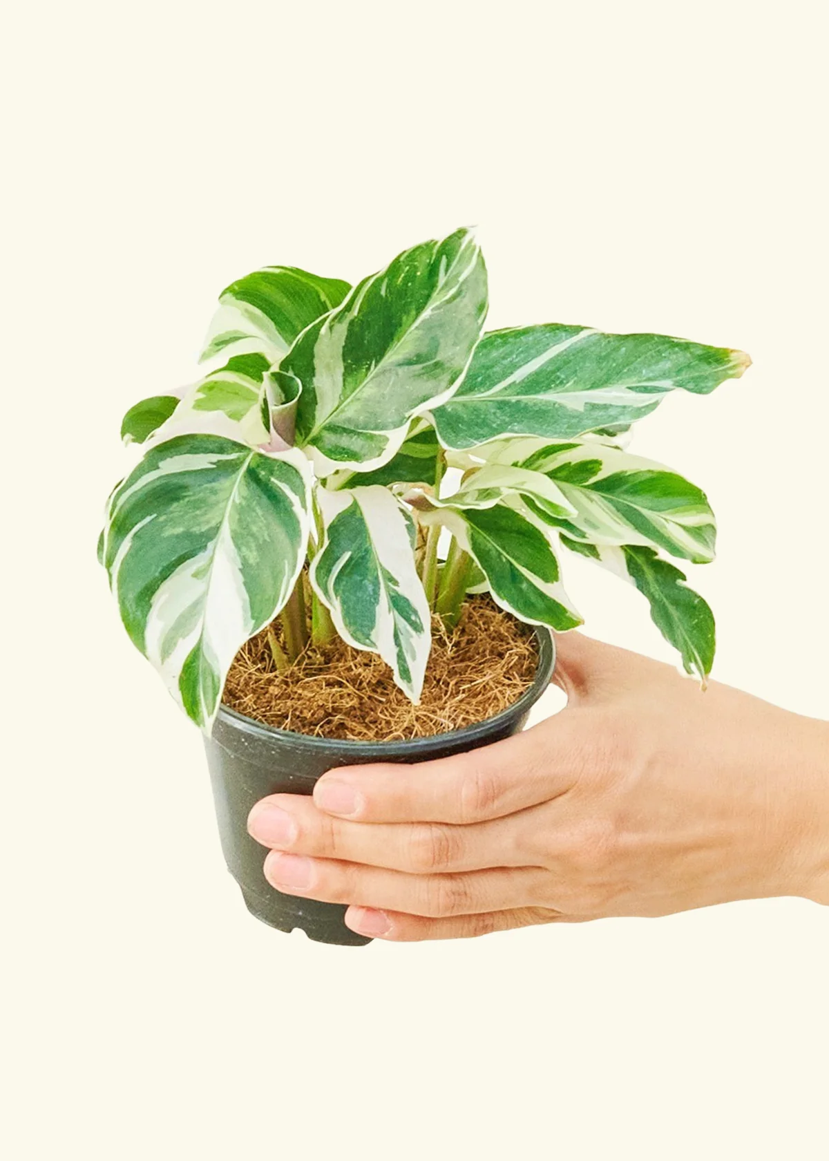 Calathea 'Fusion White', Small - Image 3
