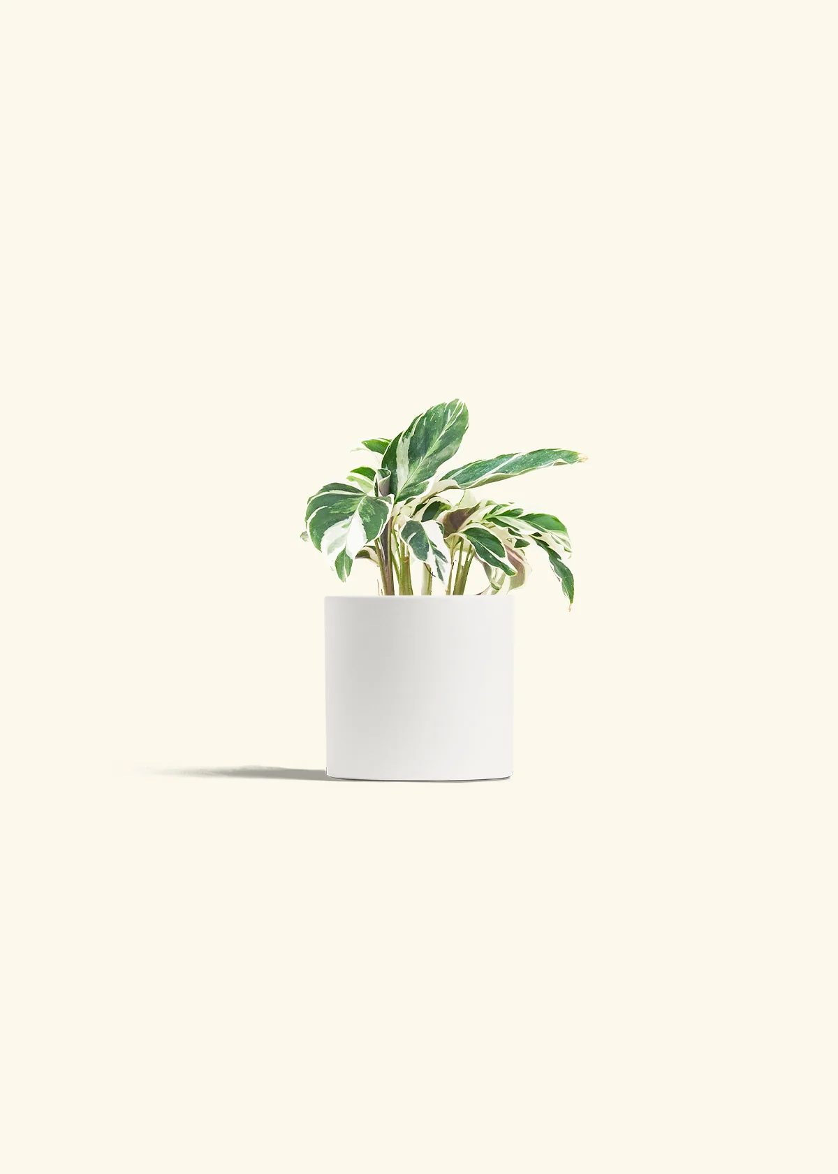Calathea 'Fusion White', Small - Image 4