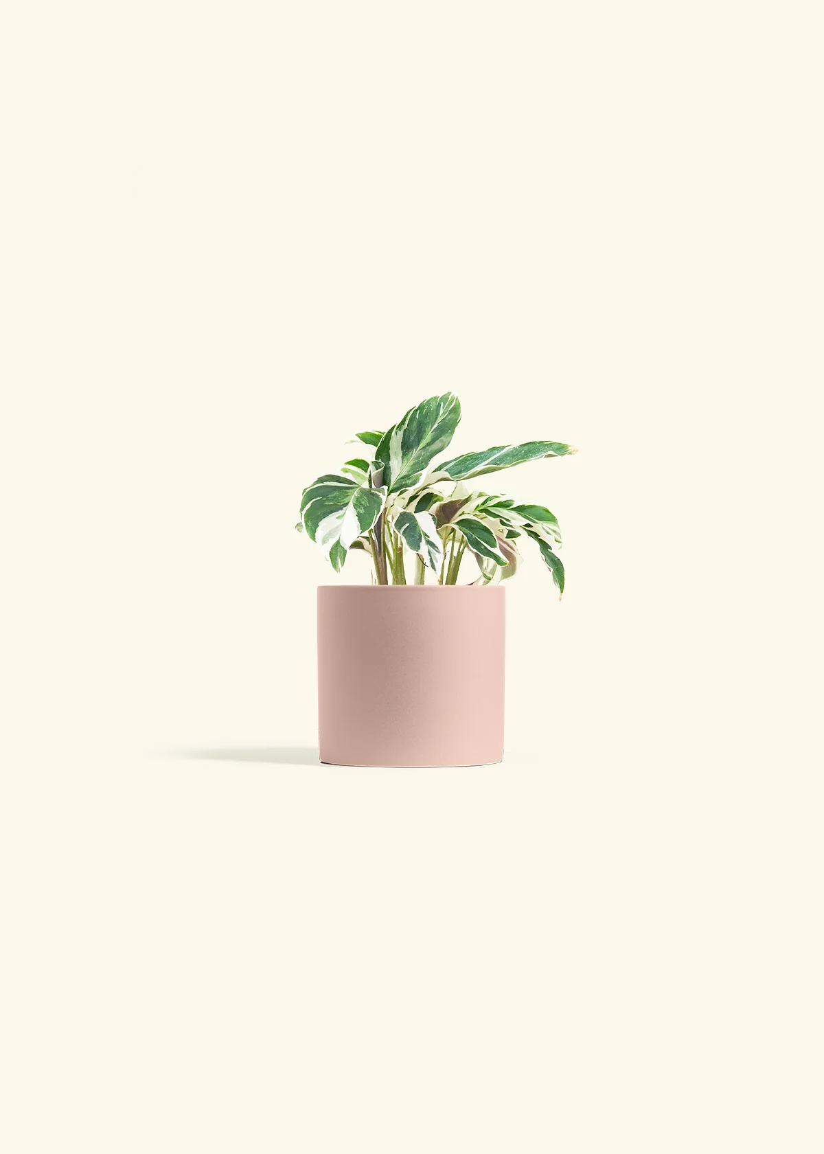 Calathea 'Fusion White', Small - Image 5