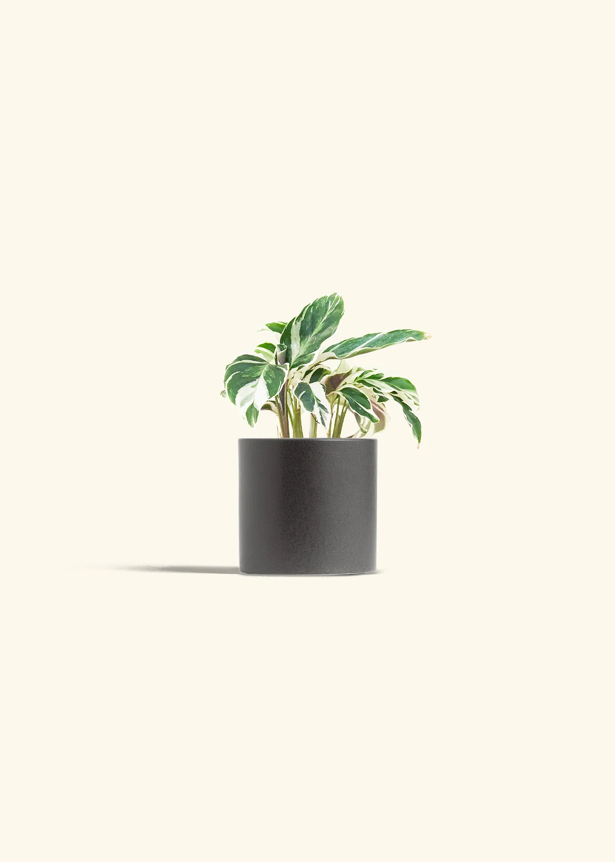 Calathea 'Fusion White', Small - Image 6