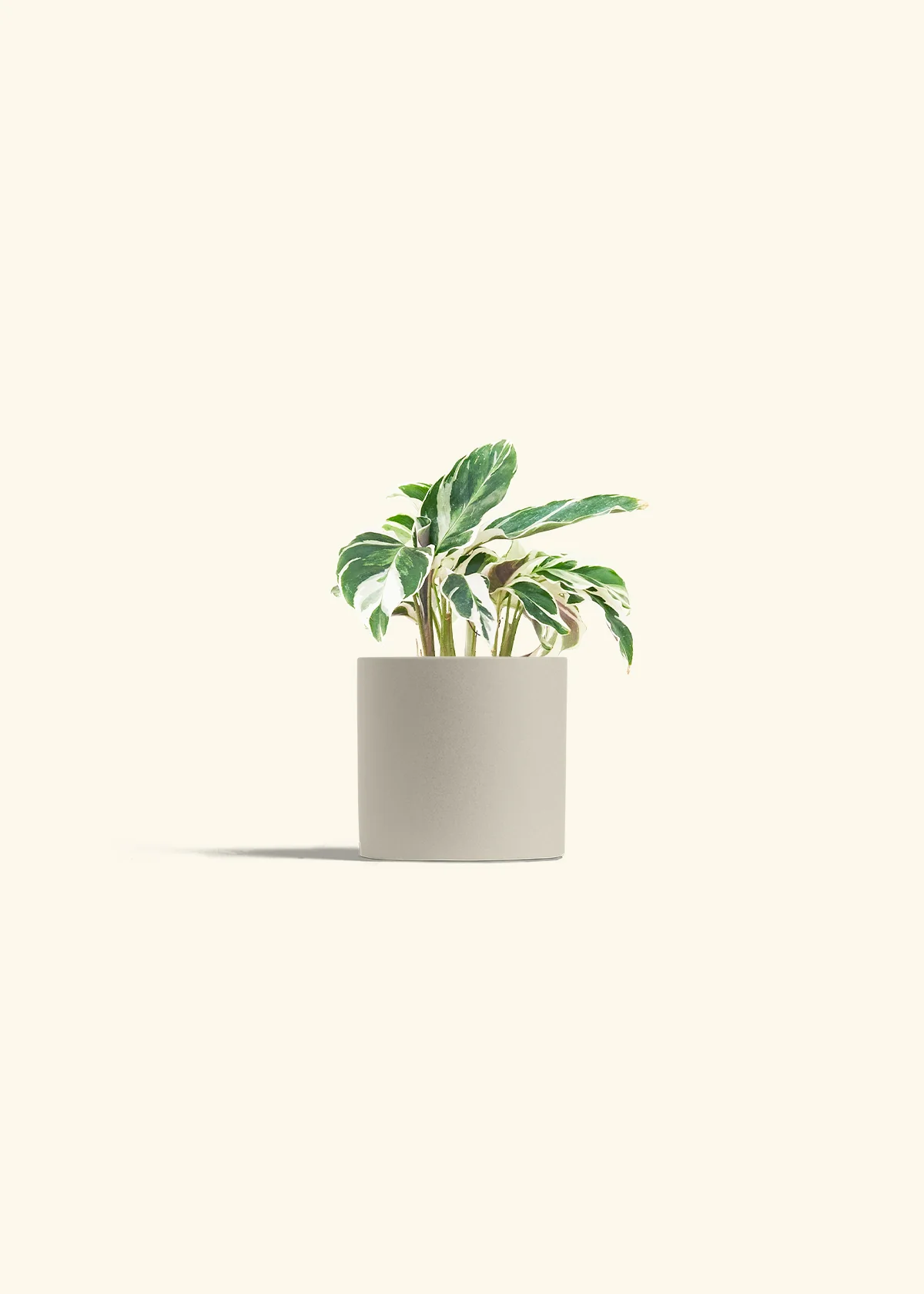 Calathea 'Fusion White', Small - Image 7