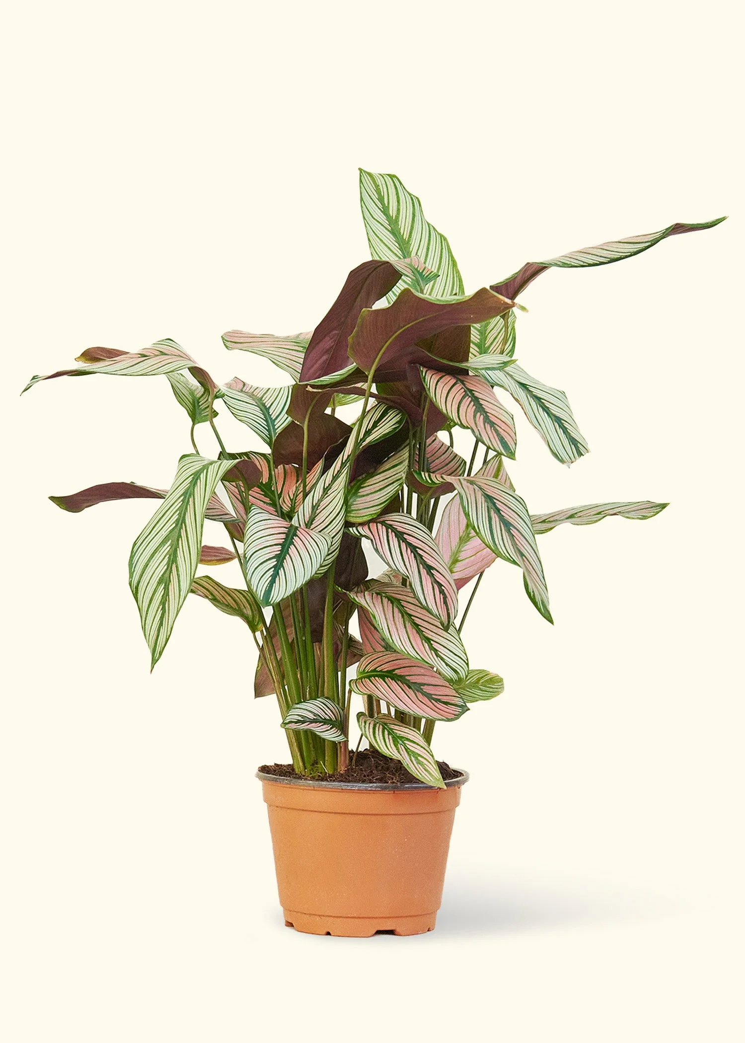 Calathea 'White Star', Medium