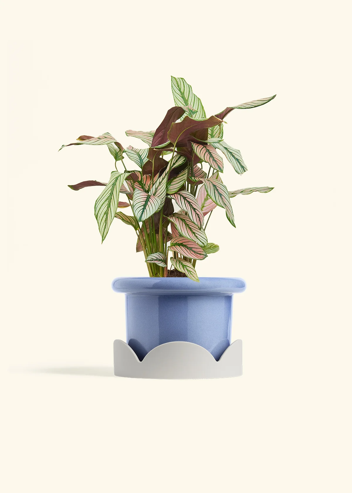 Calathea 'White Star', Medium - Image 10