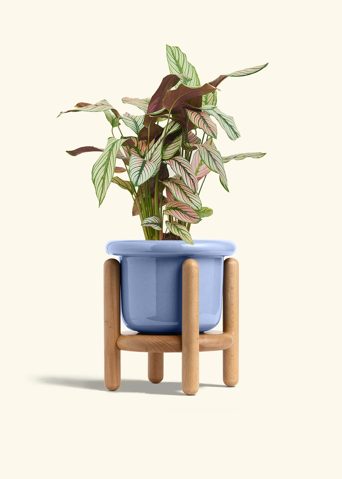 Calathea 'White Star', Medium - Image 11
