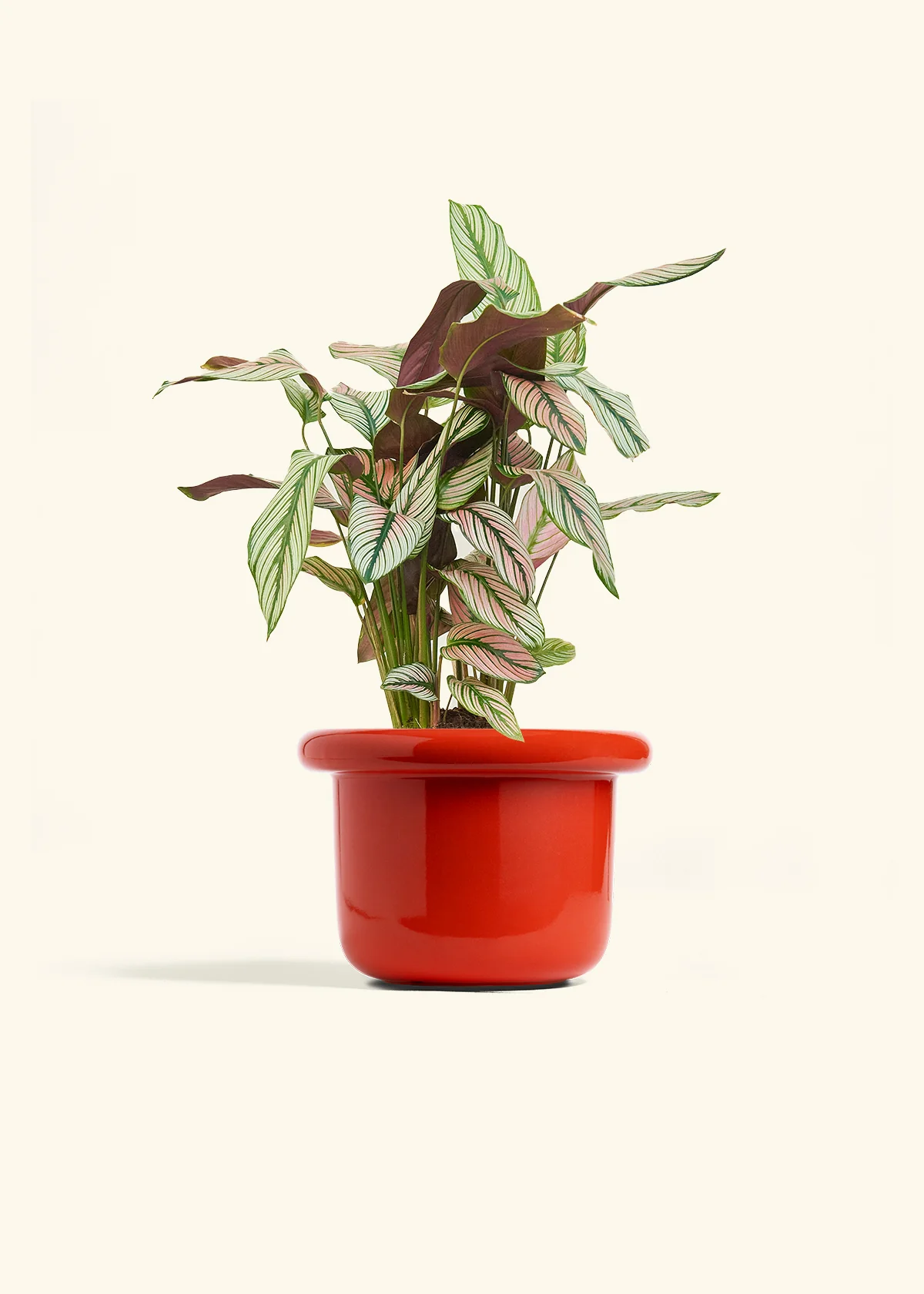 Calathea 'White Star', Medium - Image 12