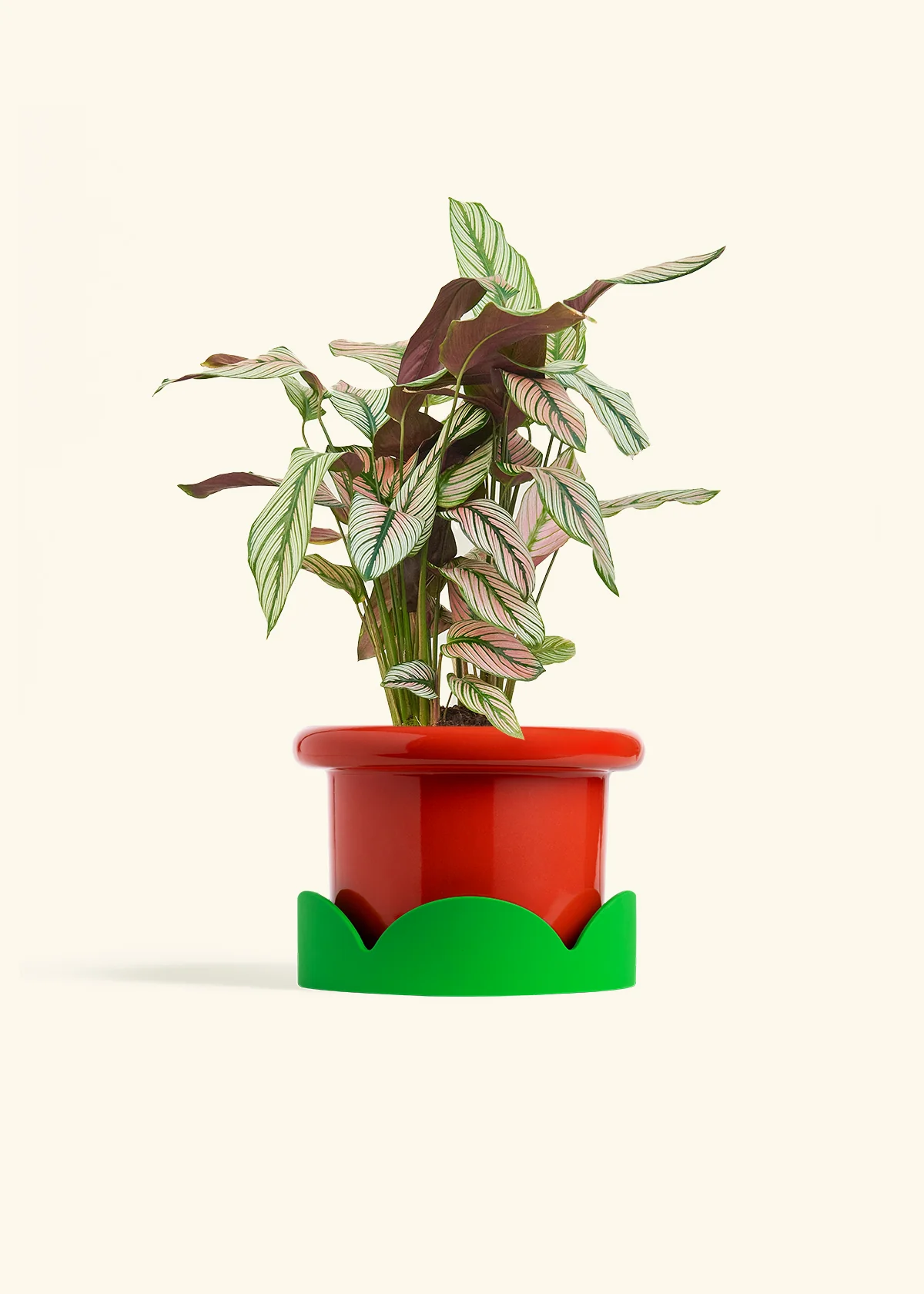Calathea 'White Star', Medium - Image 13