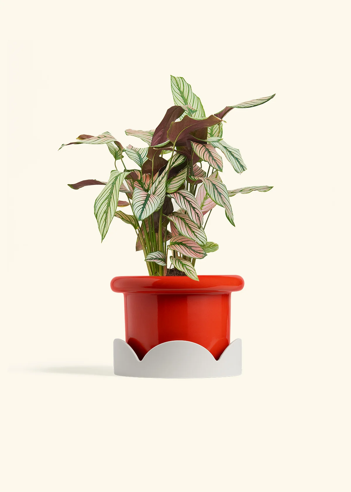 Calathea 'White Star', Medium - Image 14