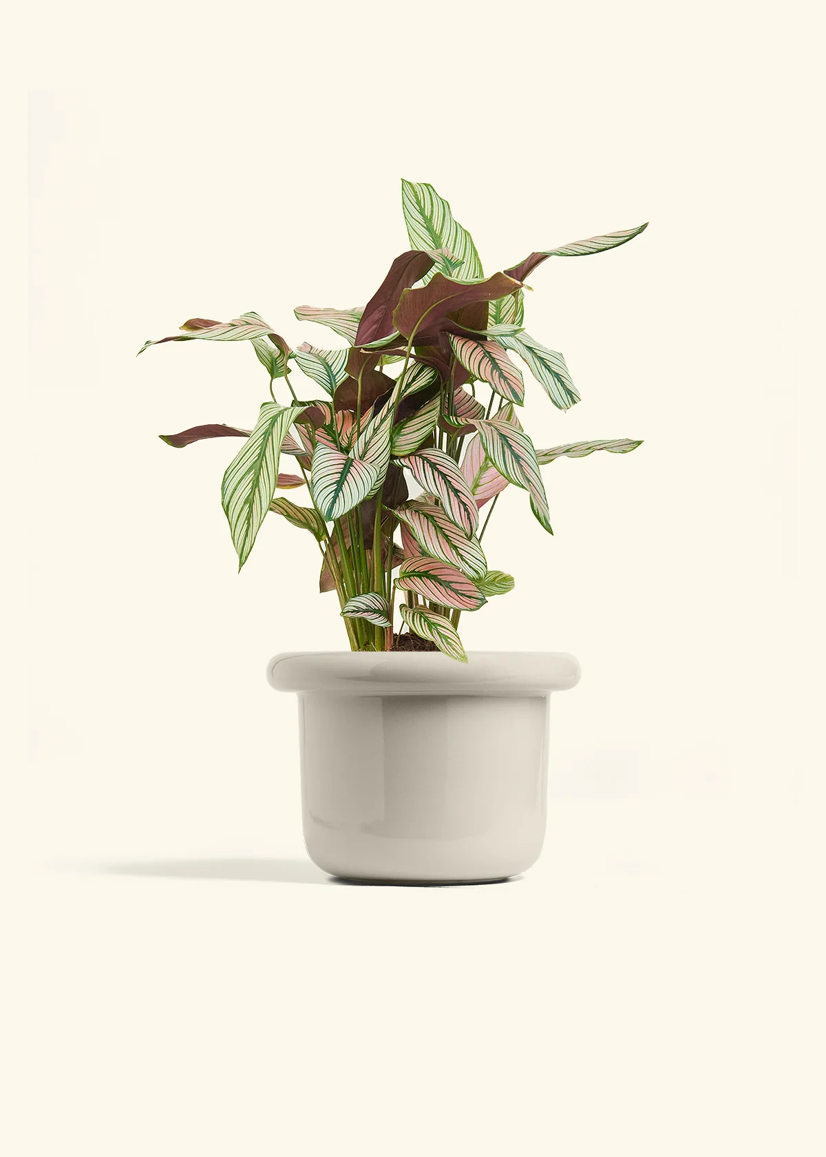 Calathea 'White Star', Medium - Image 16