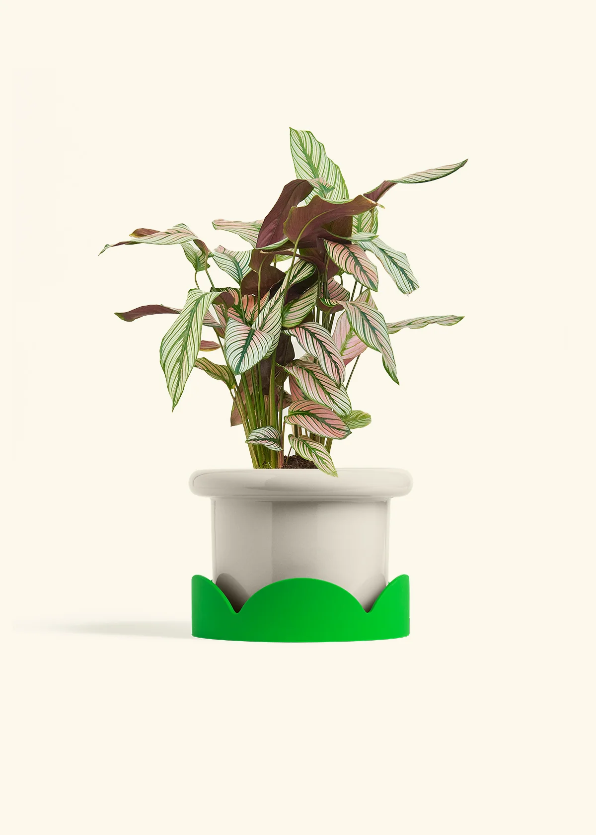 Calathea 'White Star', Medium - Image 17