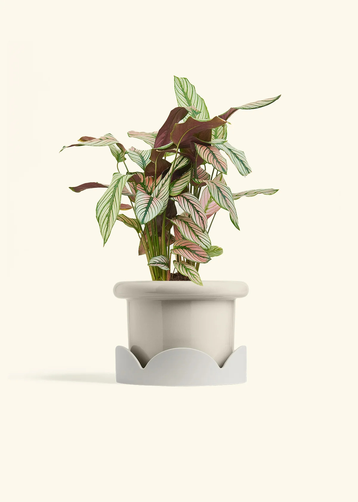 Calathea 'White Star', Medium - Image 18