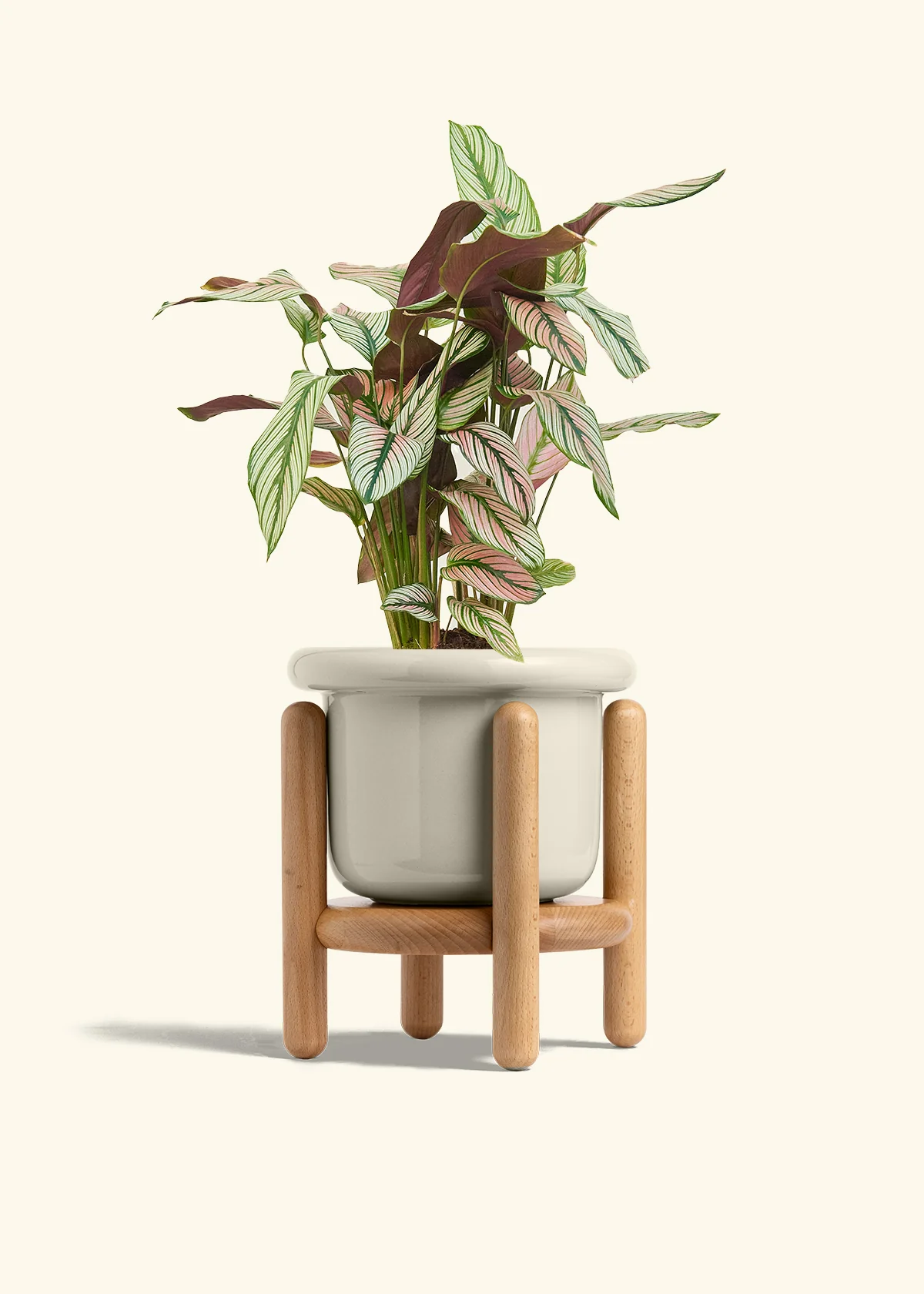 Calathea 'White Star', Medium - Image 19