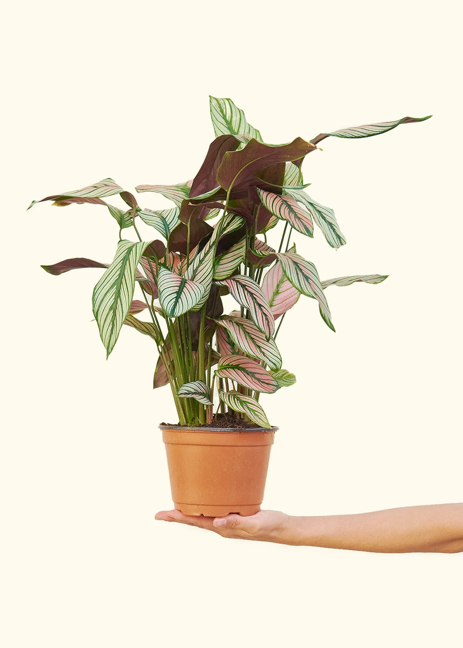 Calathea 'White Star', Medium - Image 2