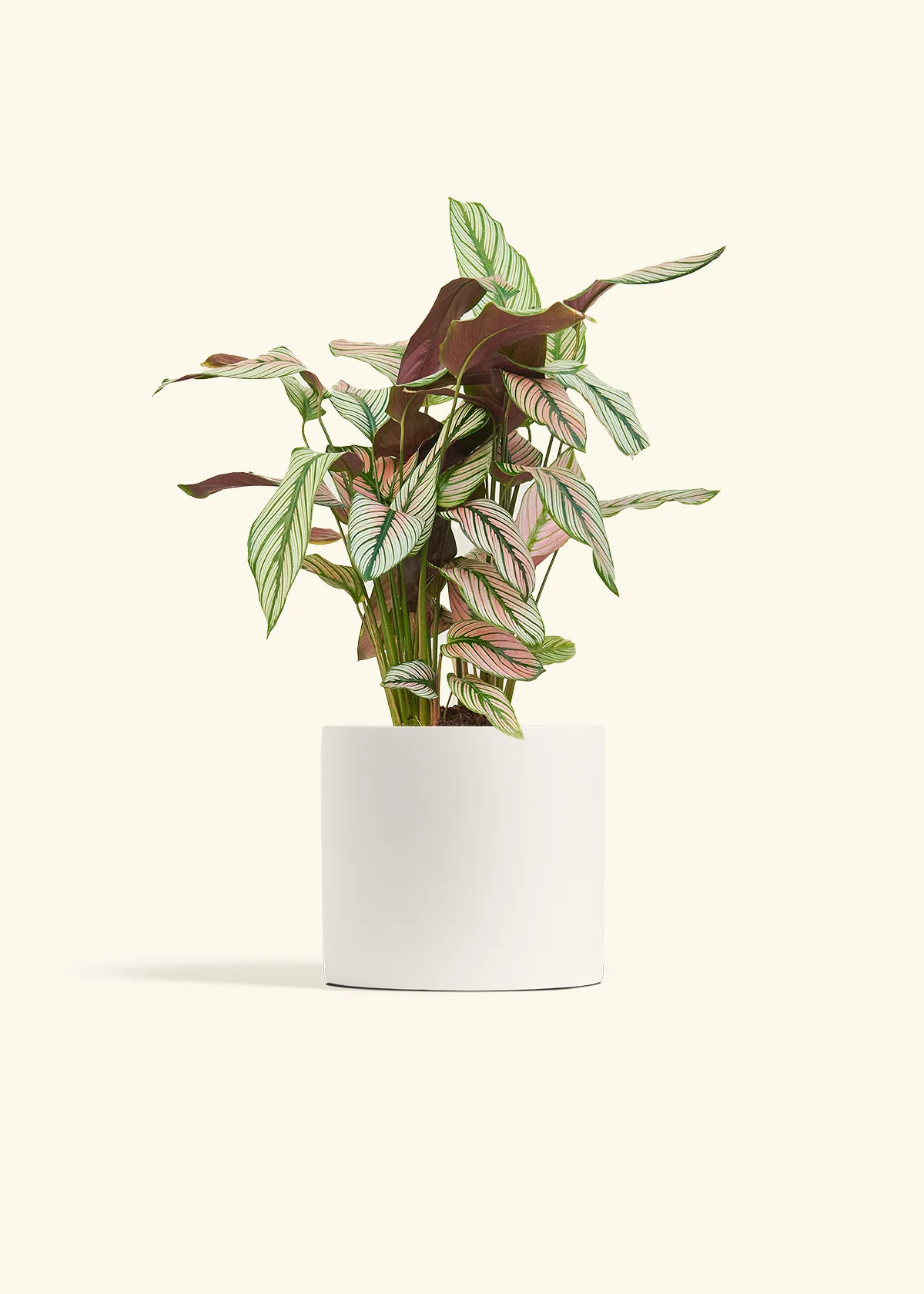 Calathea 'White Star', Medium - Image 20