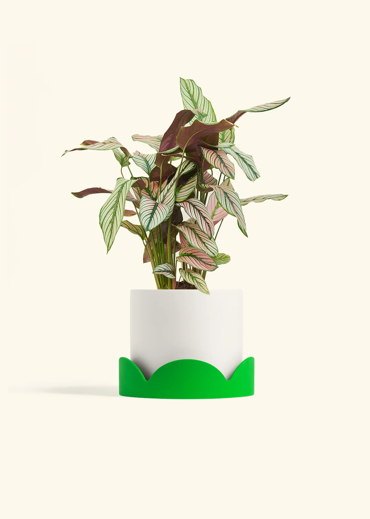 Calathea 'White Star', Medium - Image 21
