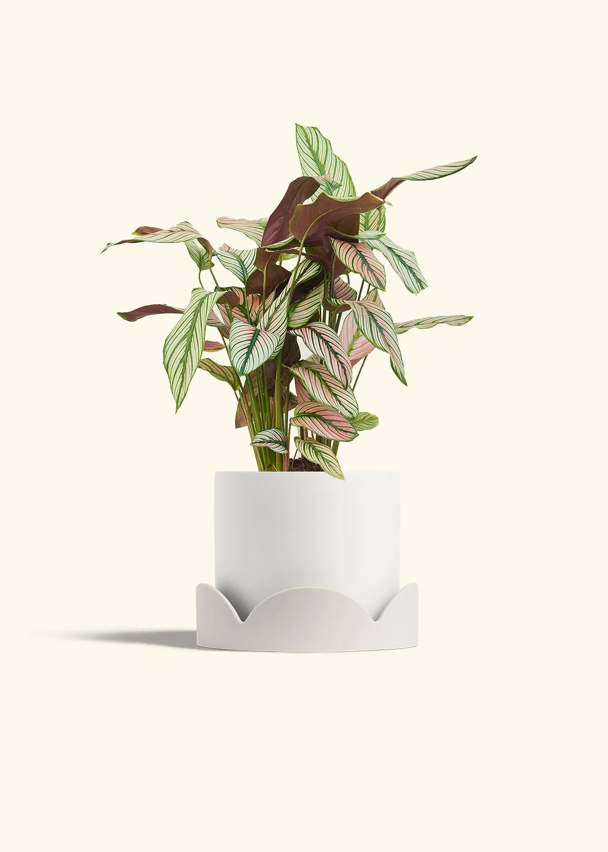 Calathea 'White Star', Medium - Image 22