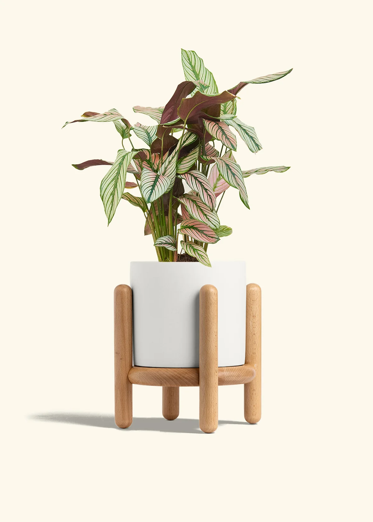 Calathea 'White Star', Medium - Image 23