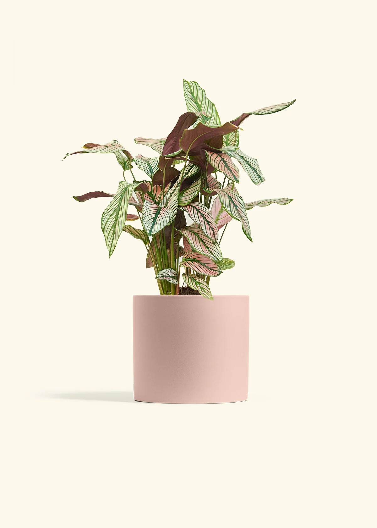 Calathea 'White Star', Medium - Image 24
