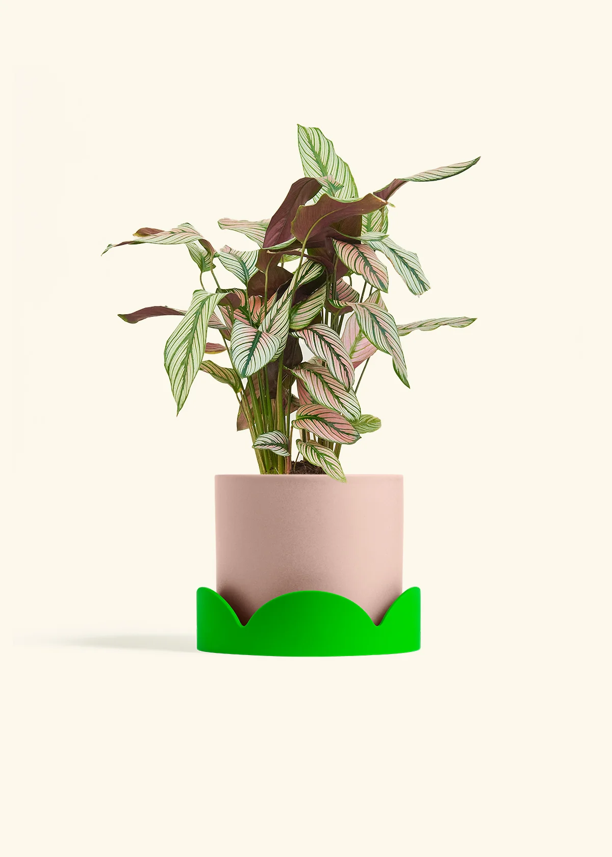 Calathea 'White Star', Medium - Image 25