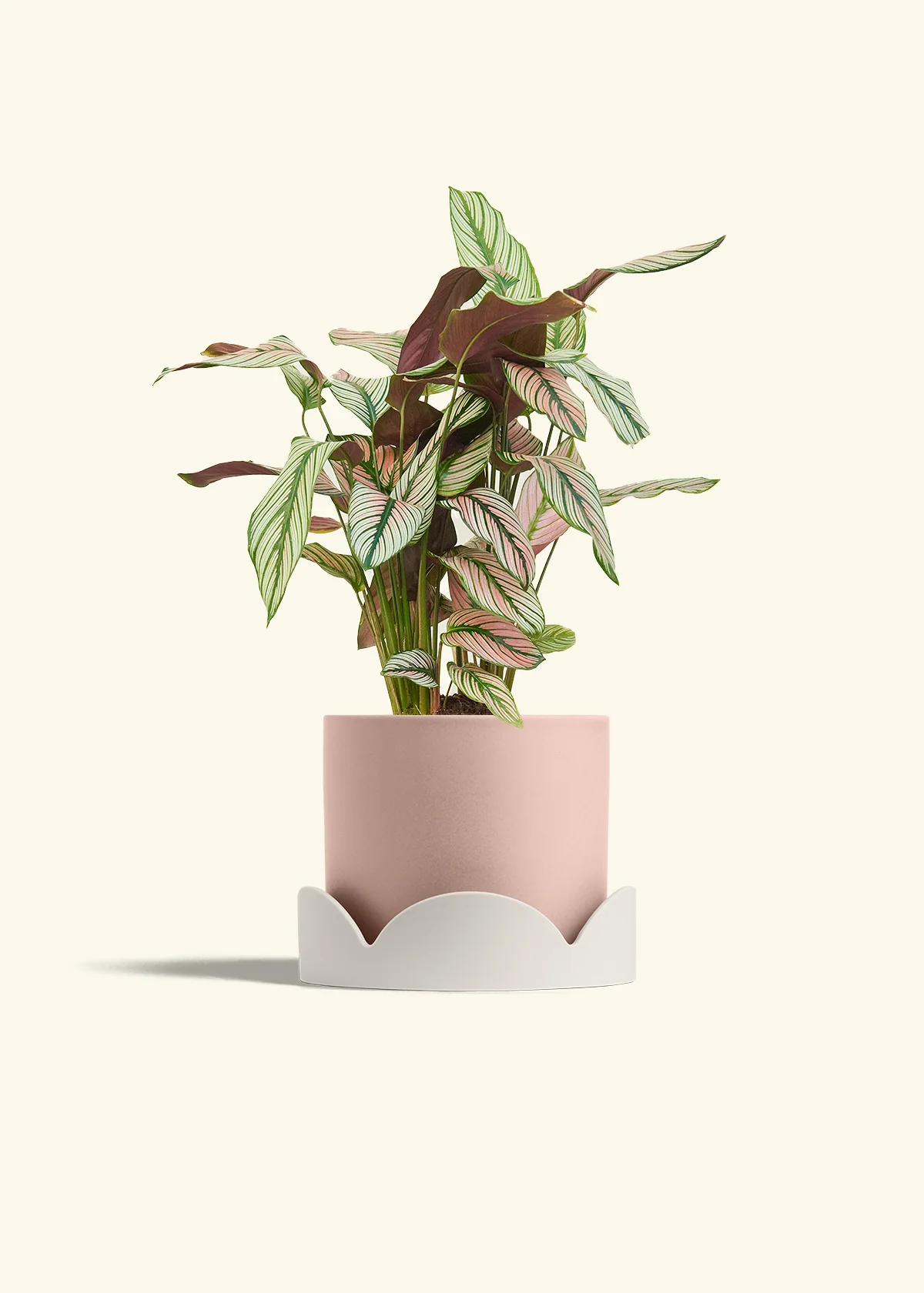 Calathea 'White Star', Medium - Image 26